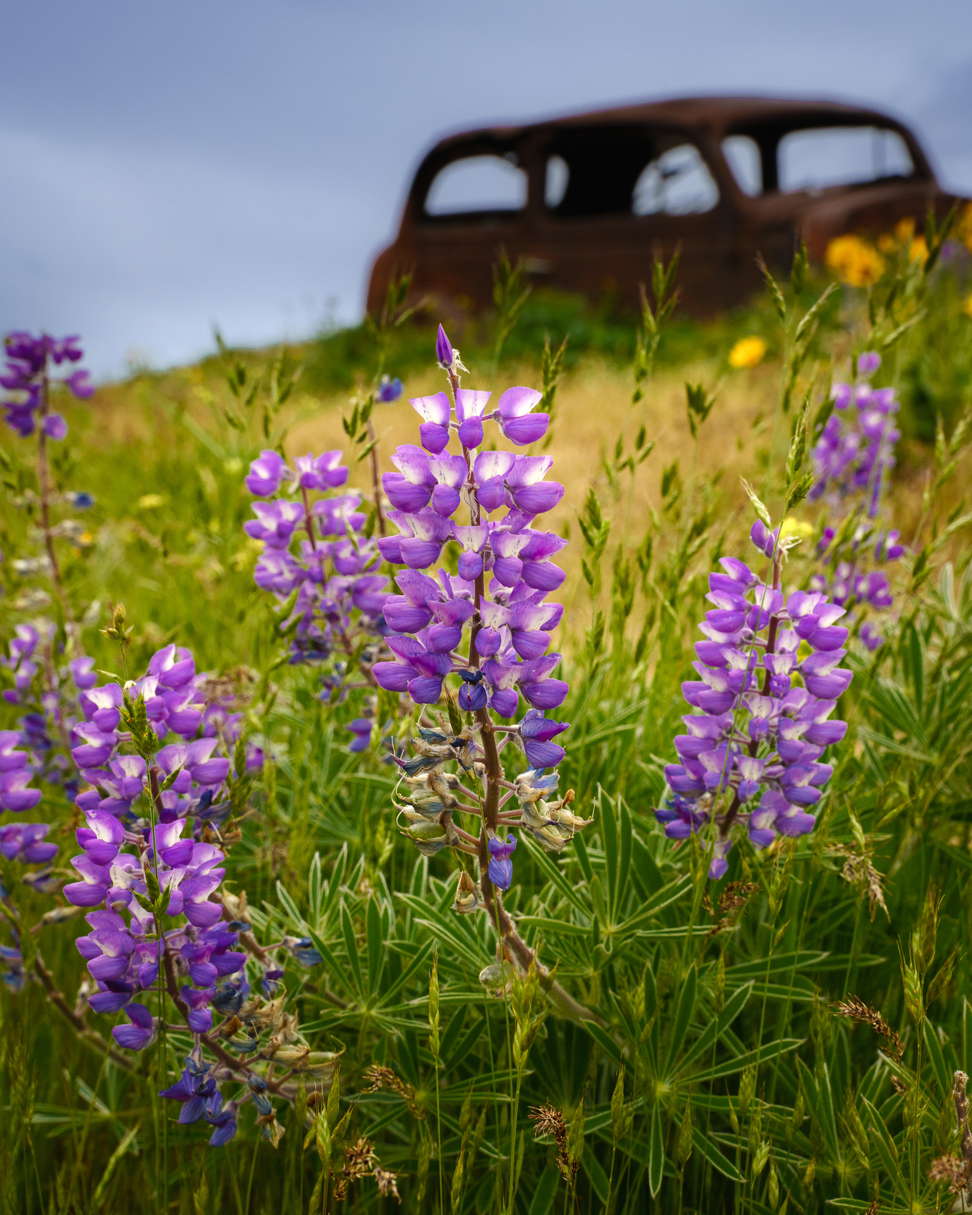 Lupine