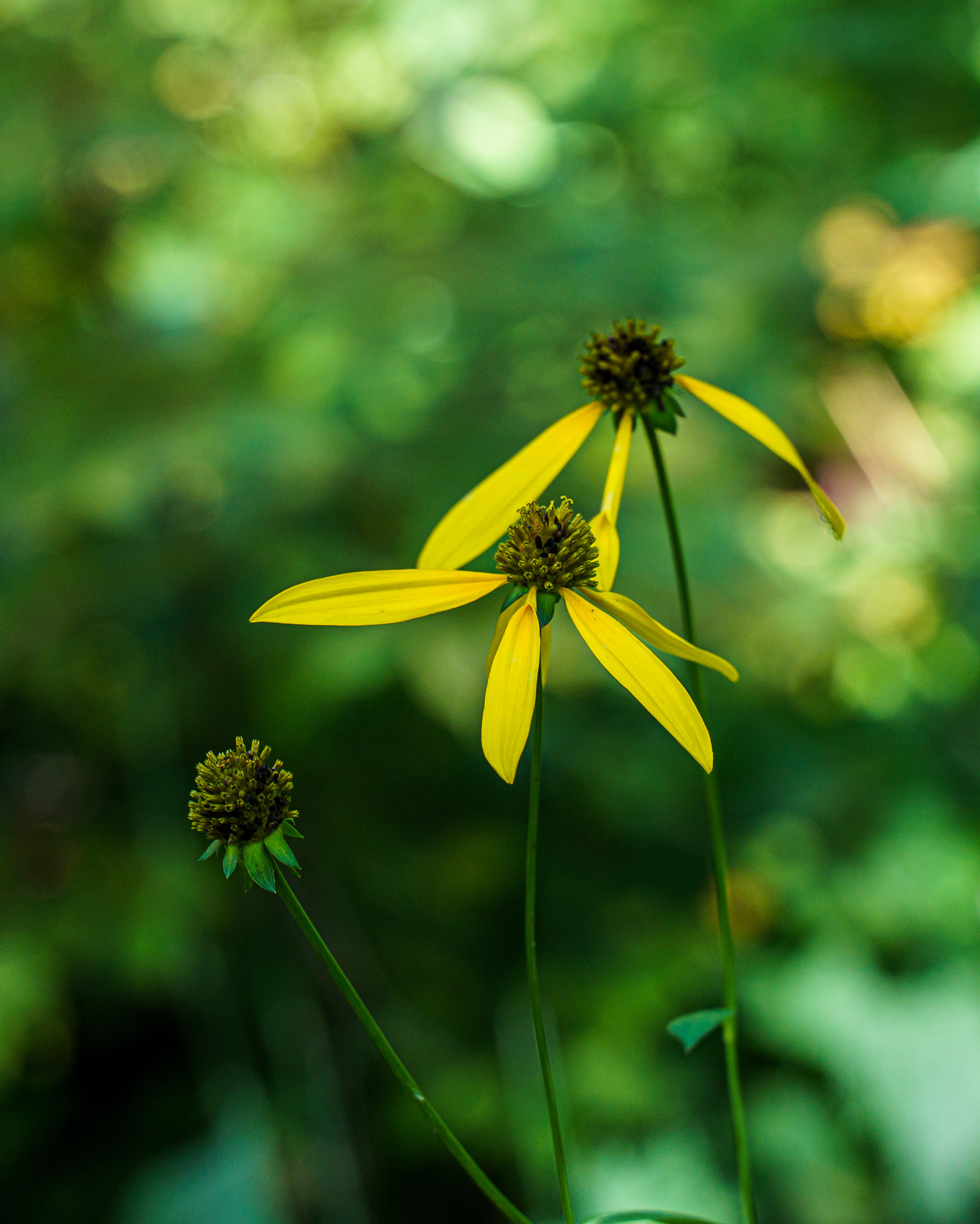Cutleaf Coneflower