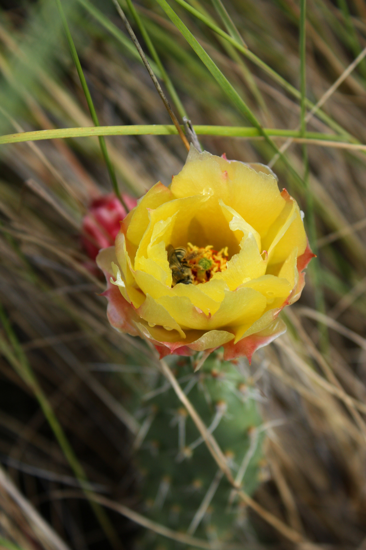 Brittle Prickly Pear 