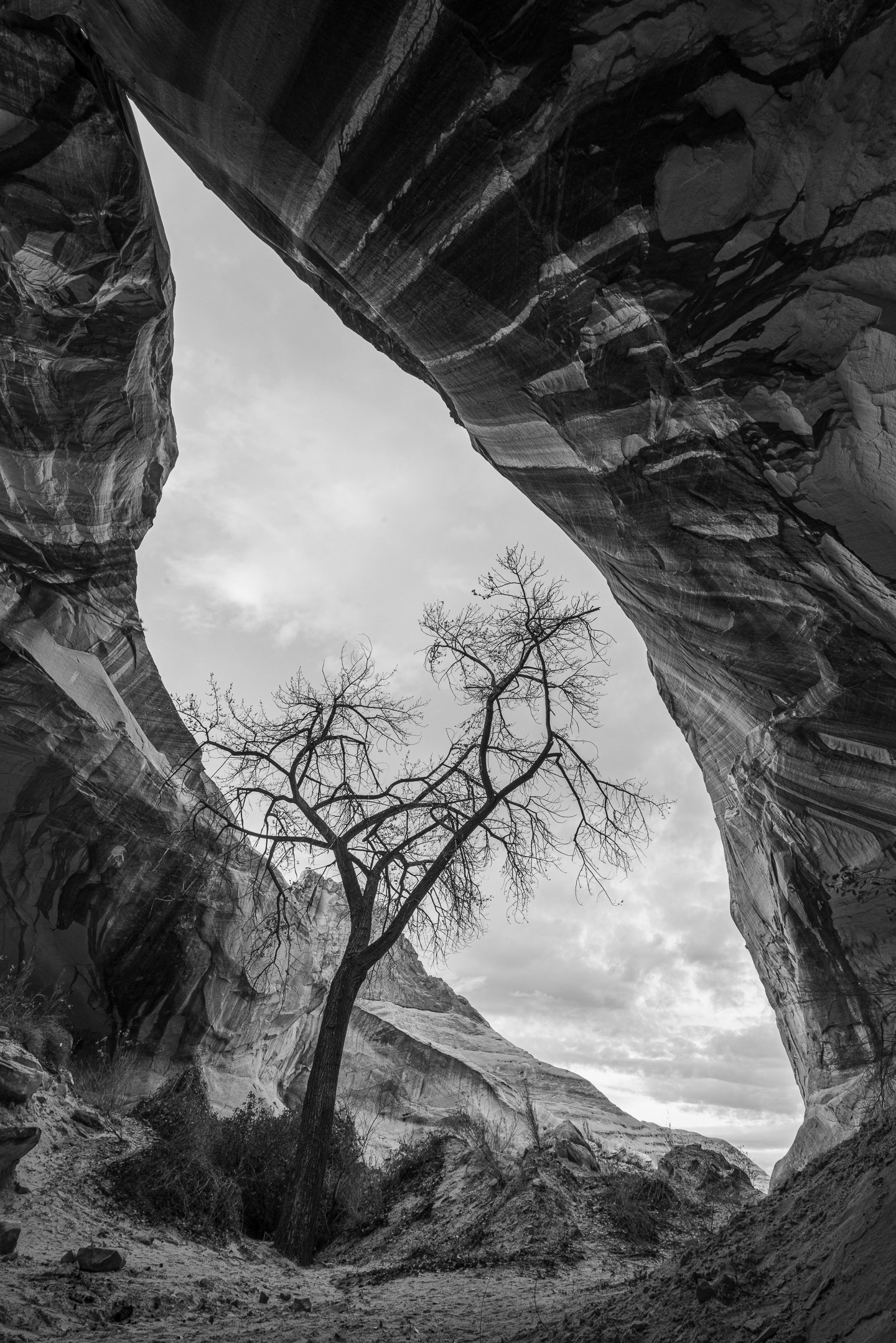 Tree in Cave