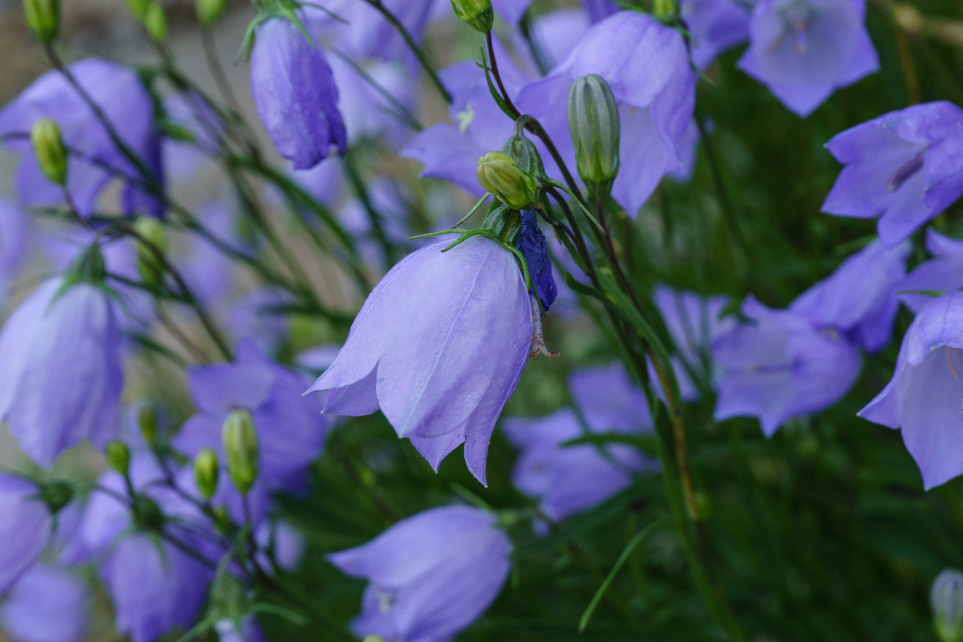 Bluebell Bellflower