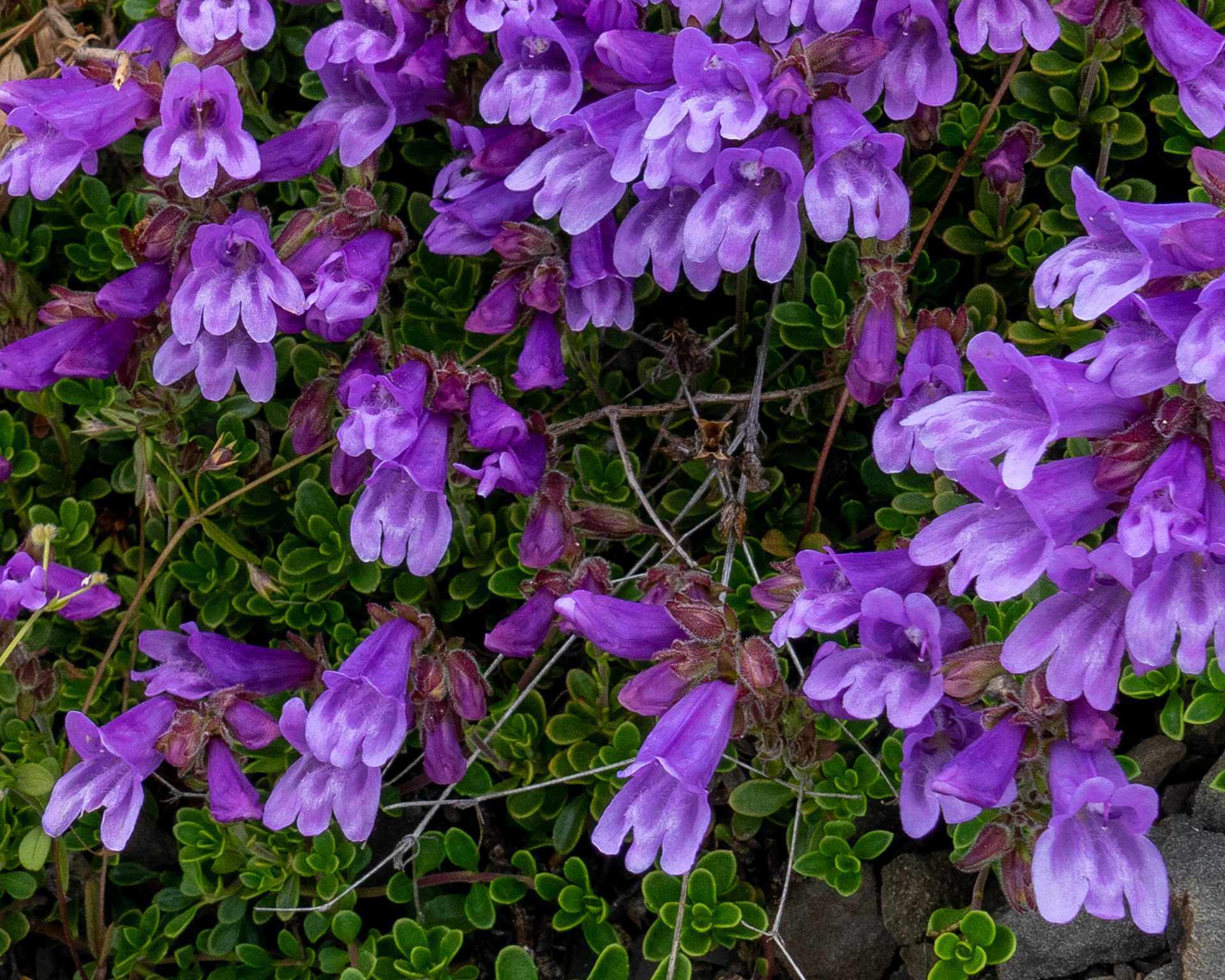 Davidson's Penstemon