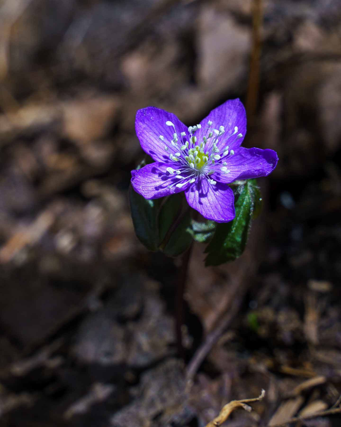 Oregon Anemone