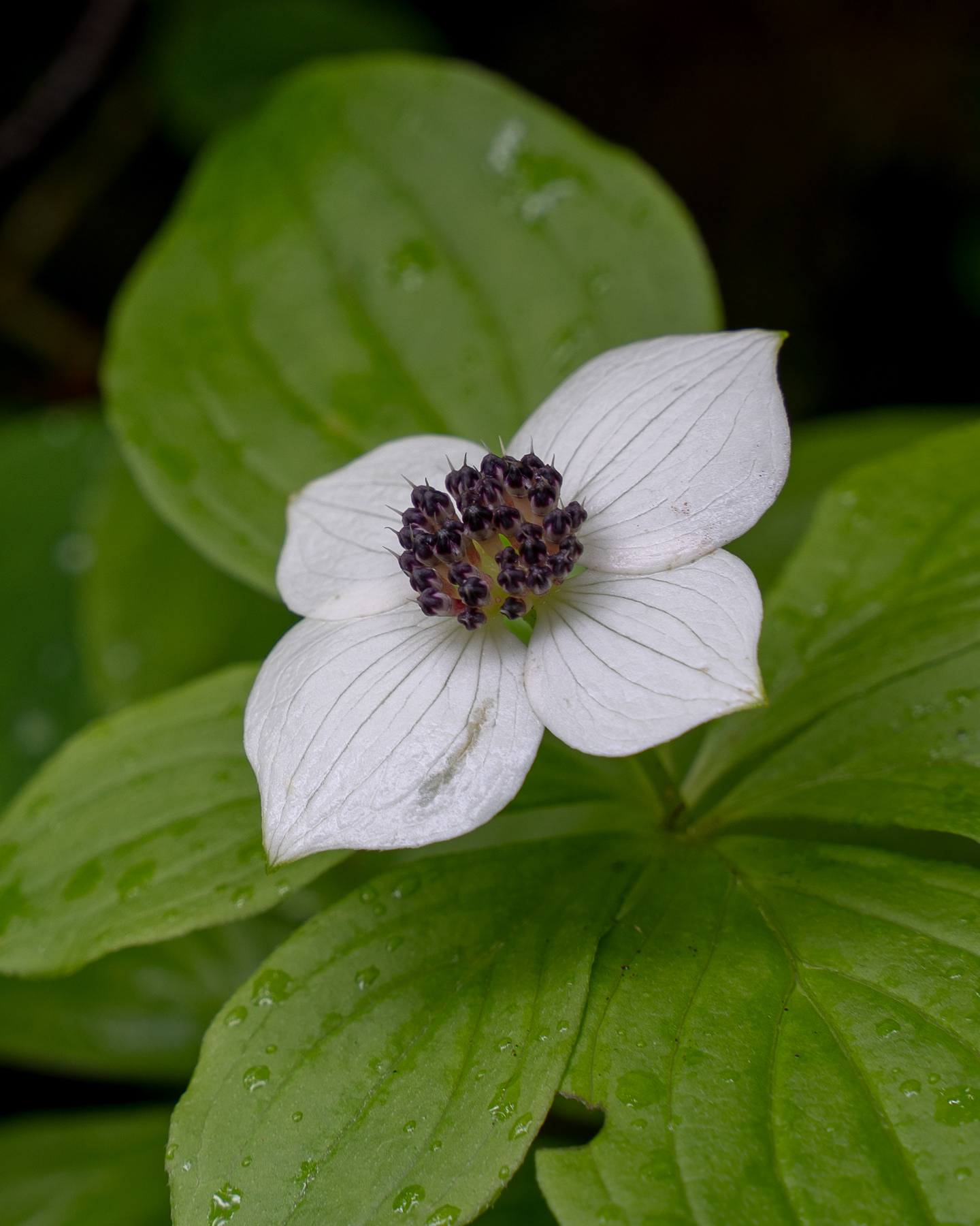 Western Dogwood