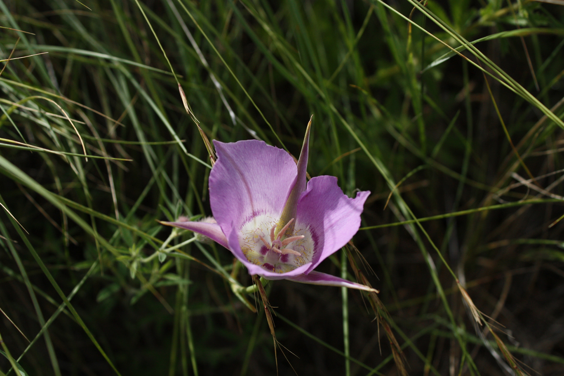 Sagebrush Mariposa Lily