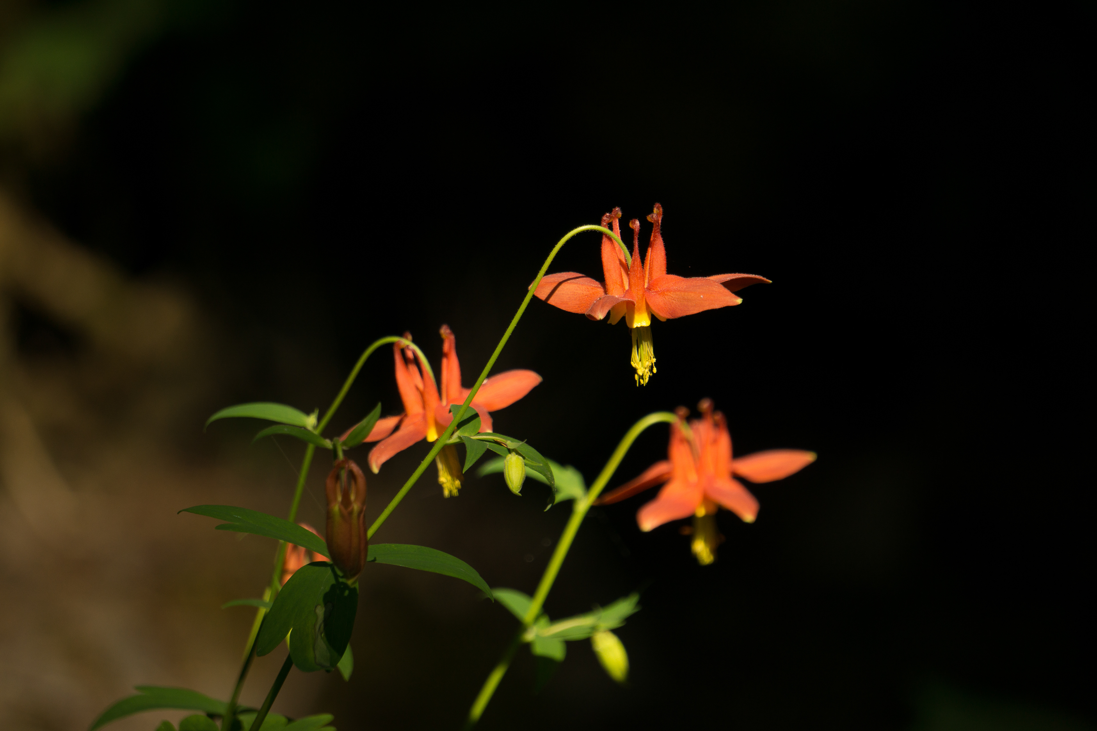 Red Columbine