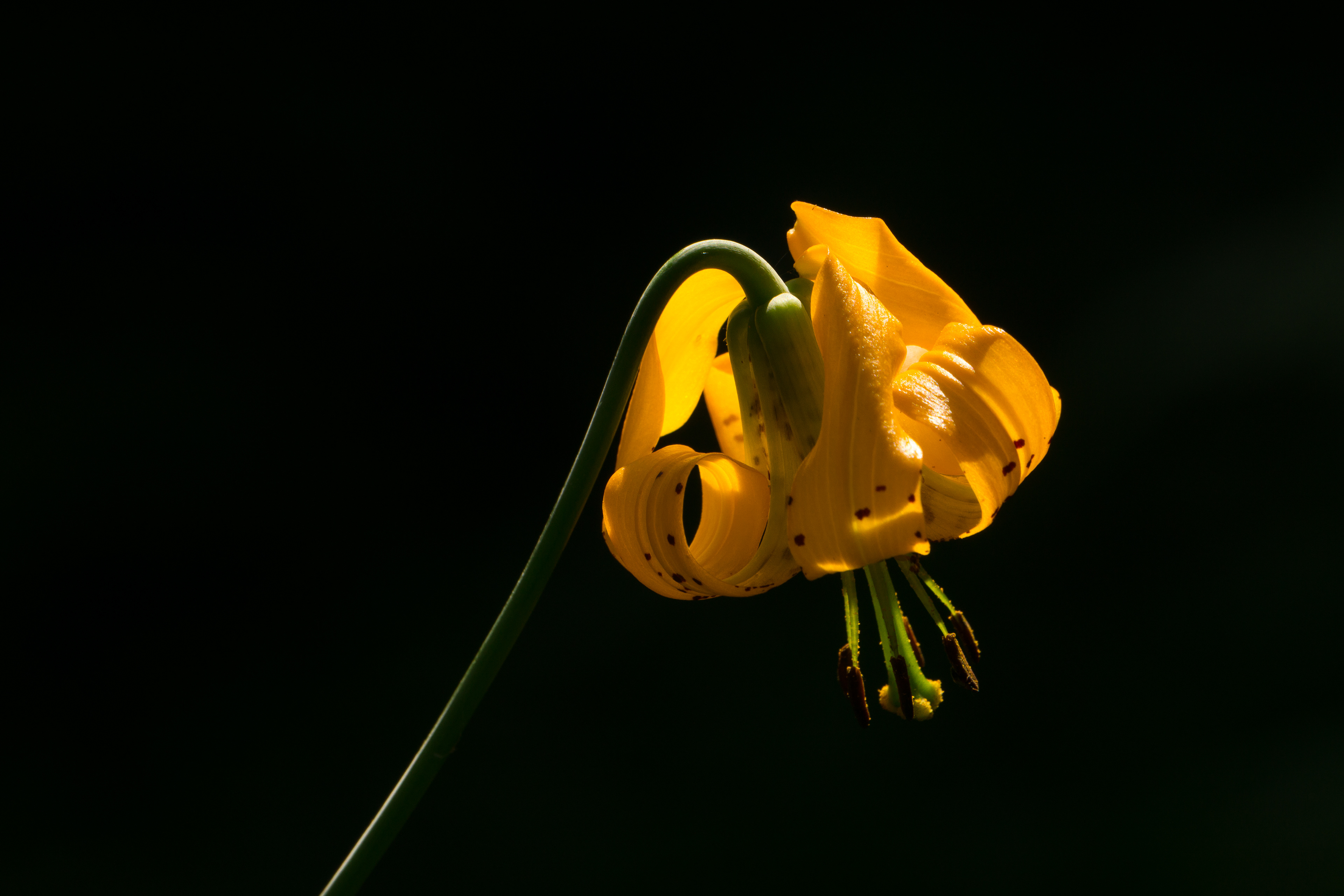 Tiger Lily