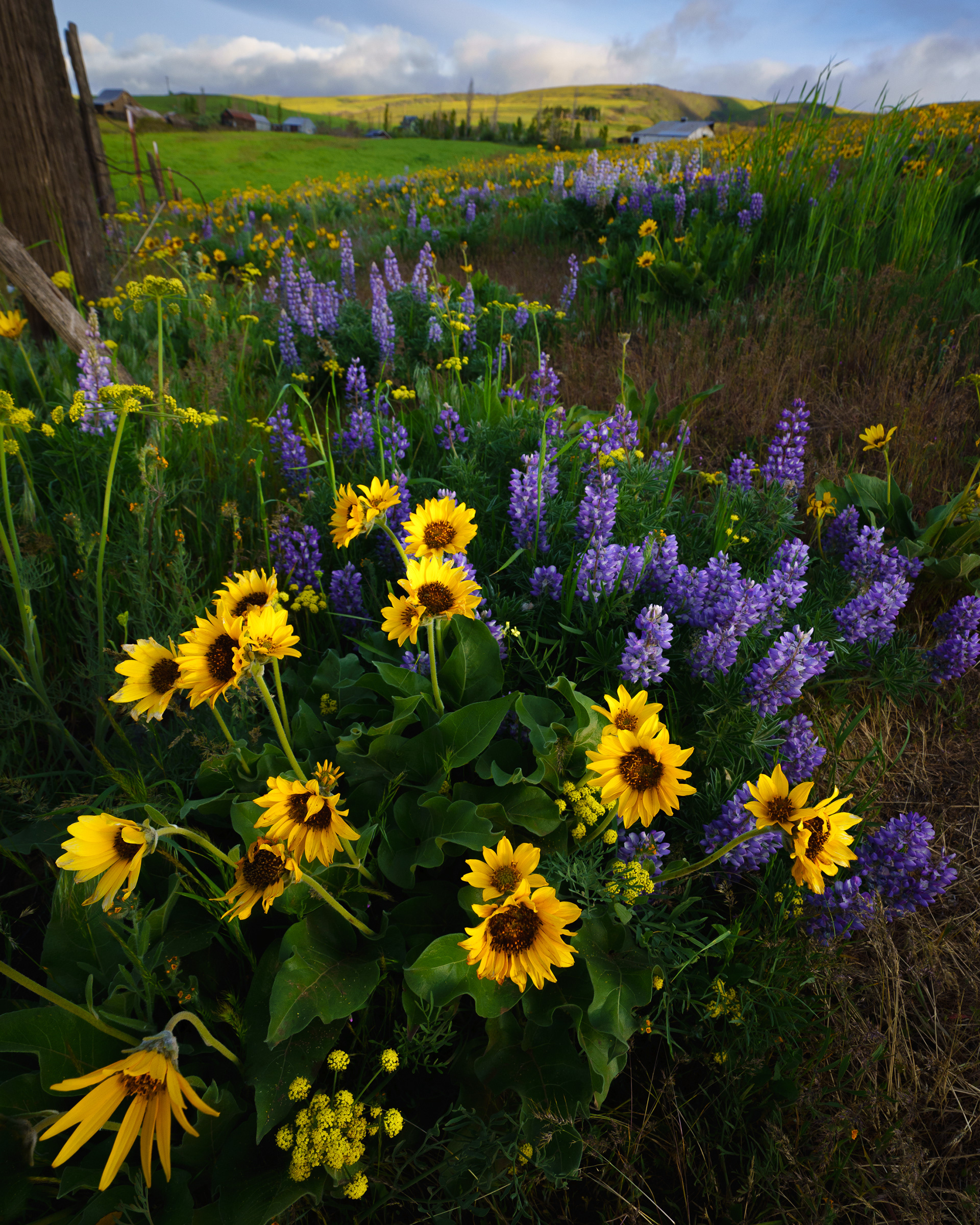Balsamroot and Lupine