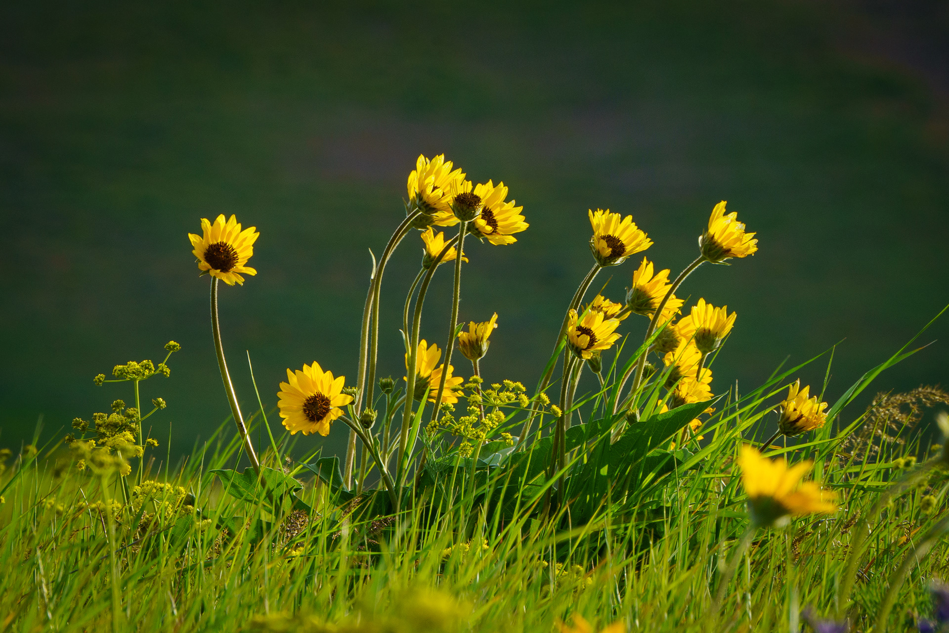 Balsamroot