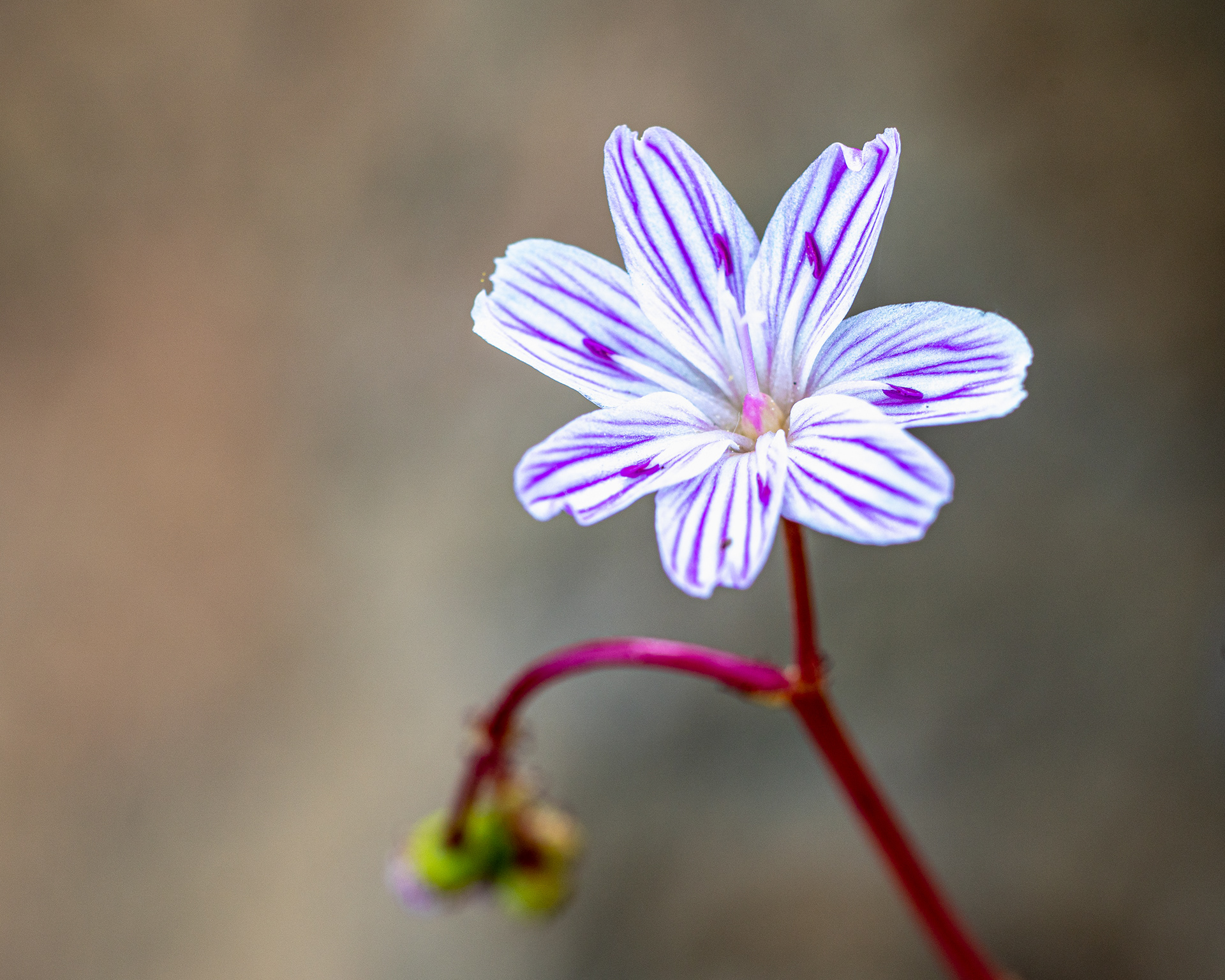 Columbian Lewisian