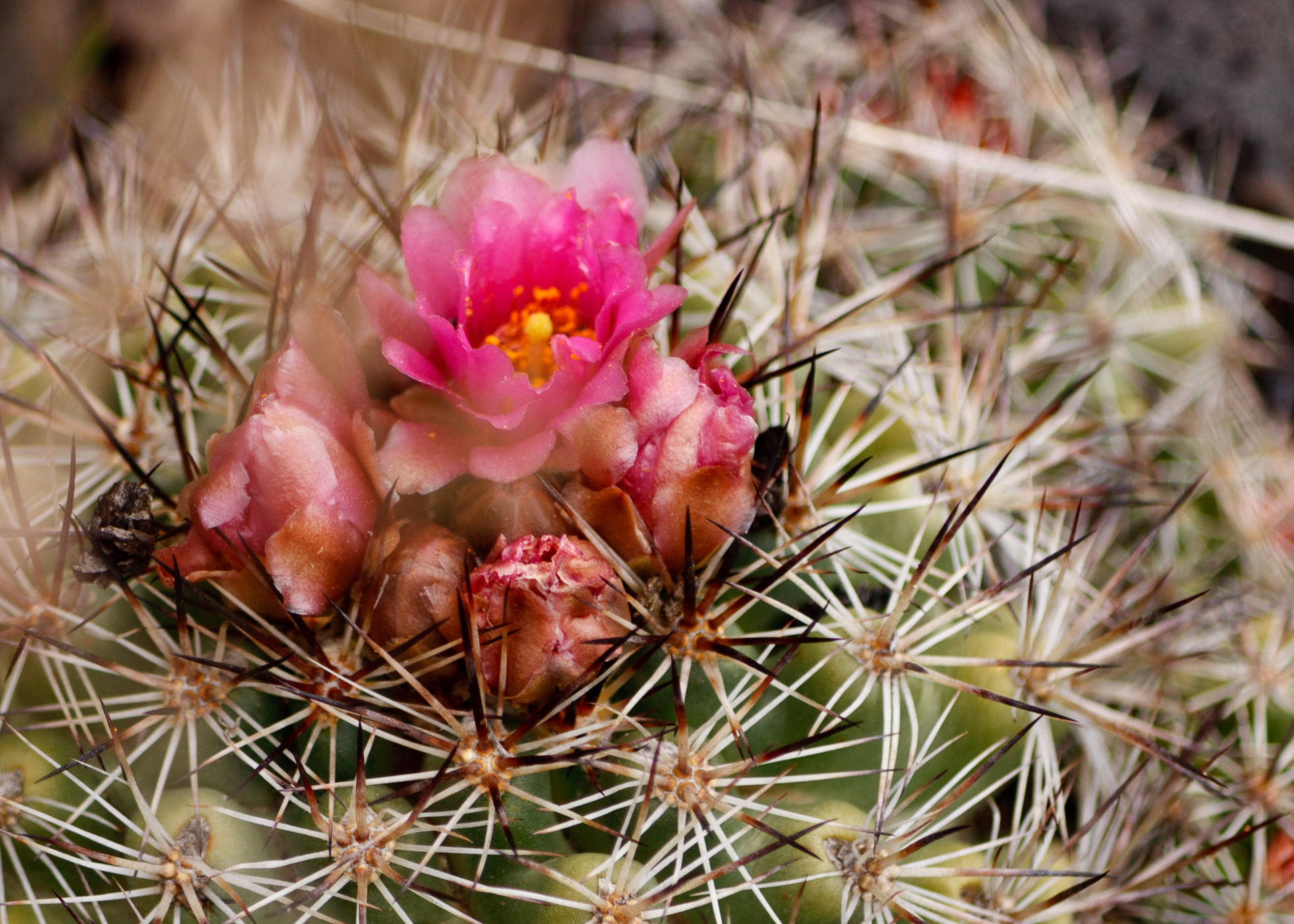 Plains Pricklypear