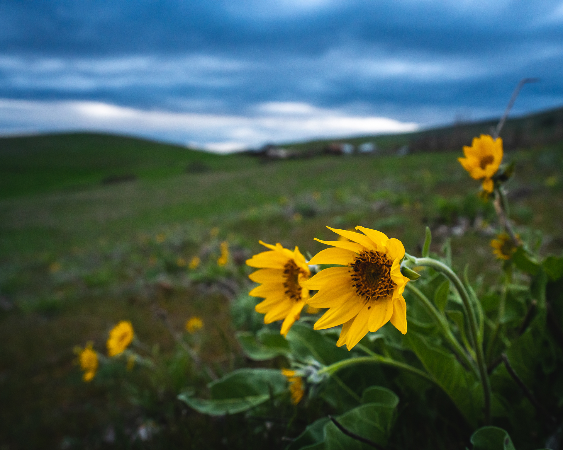 Balsamroot