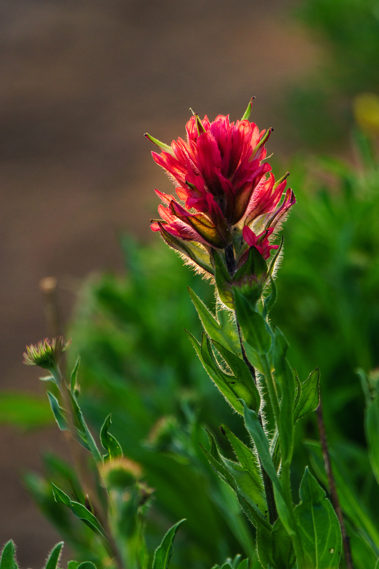 Indain Paintbrush