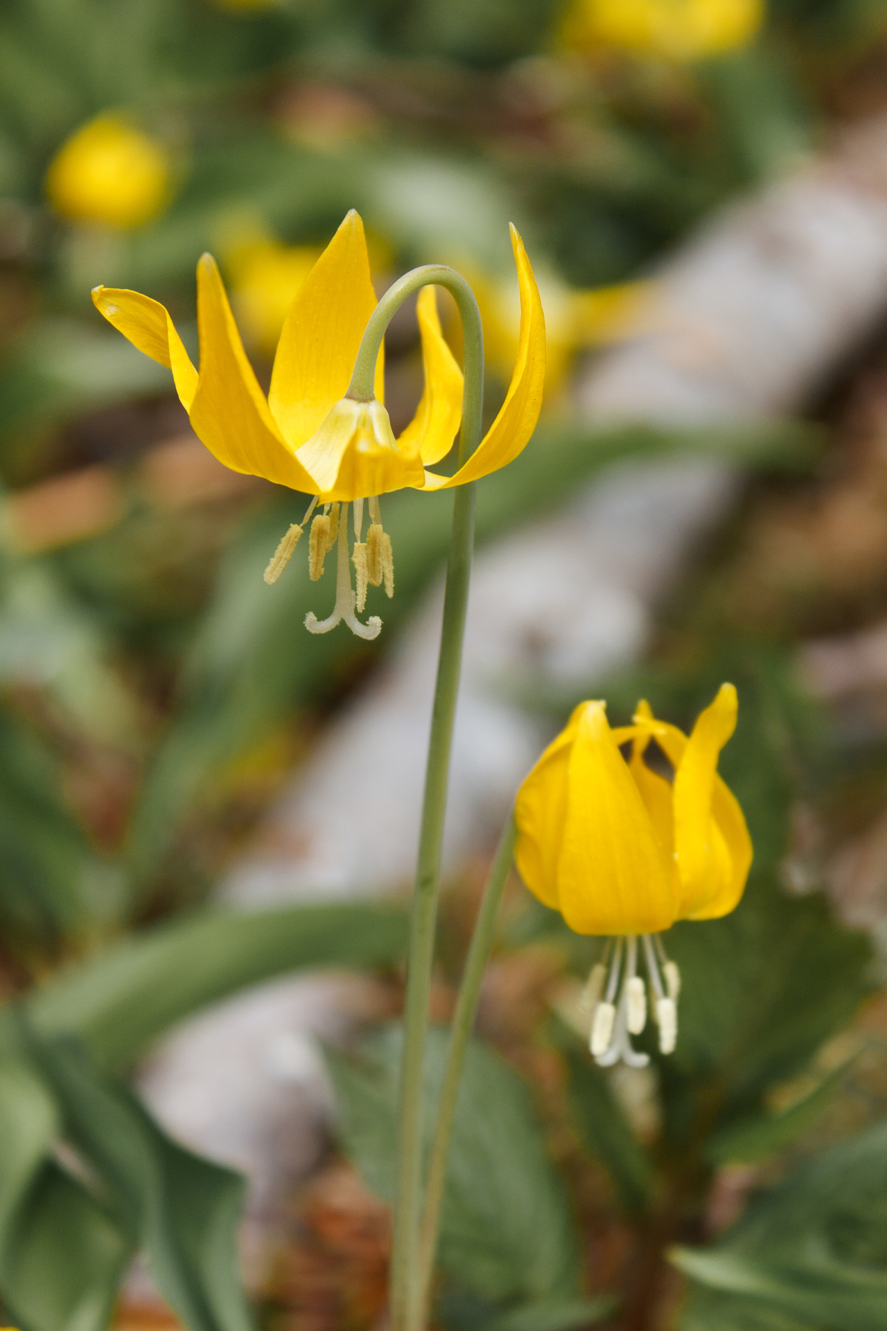 Glacier Lily