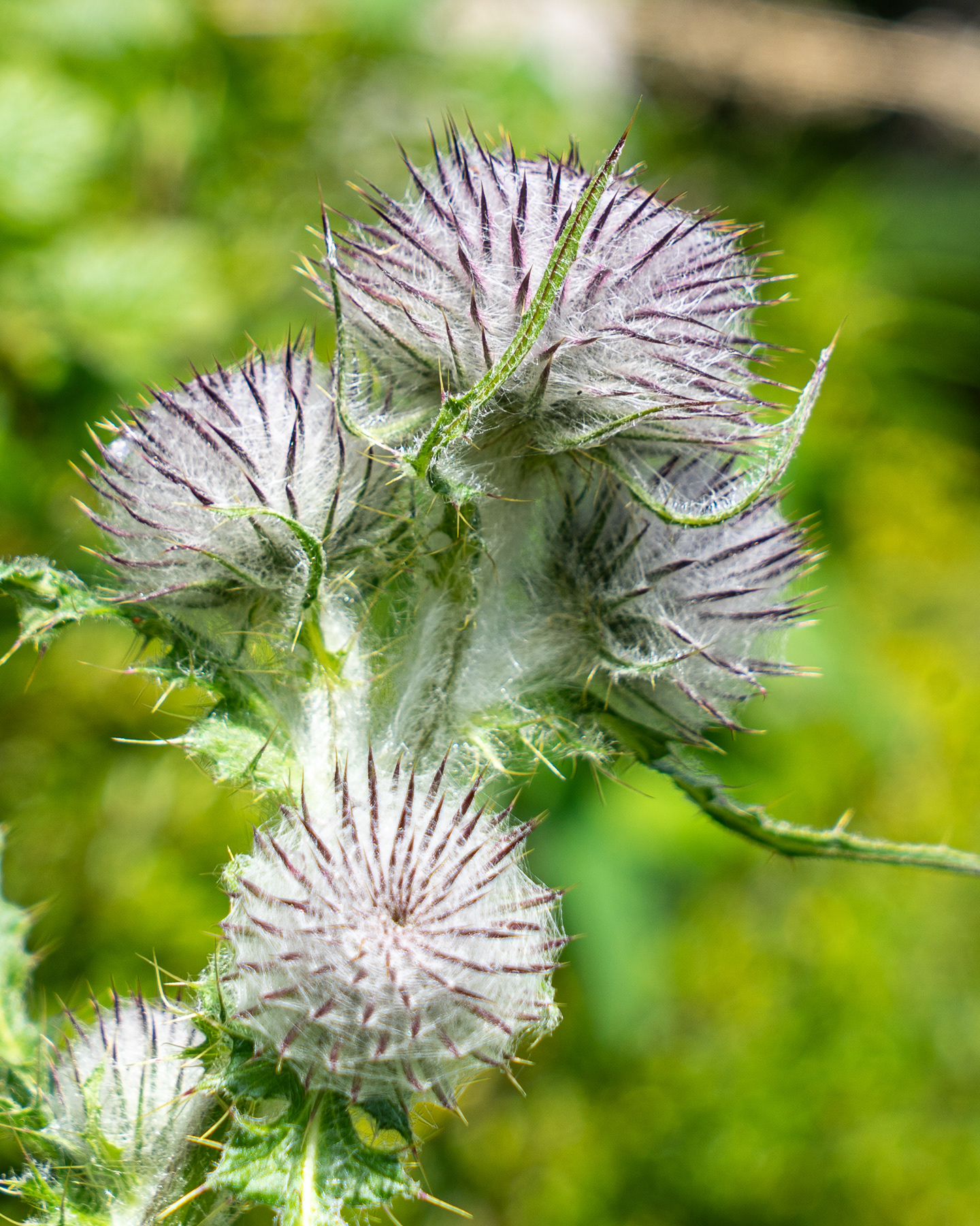 Thistle