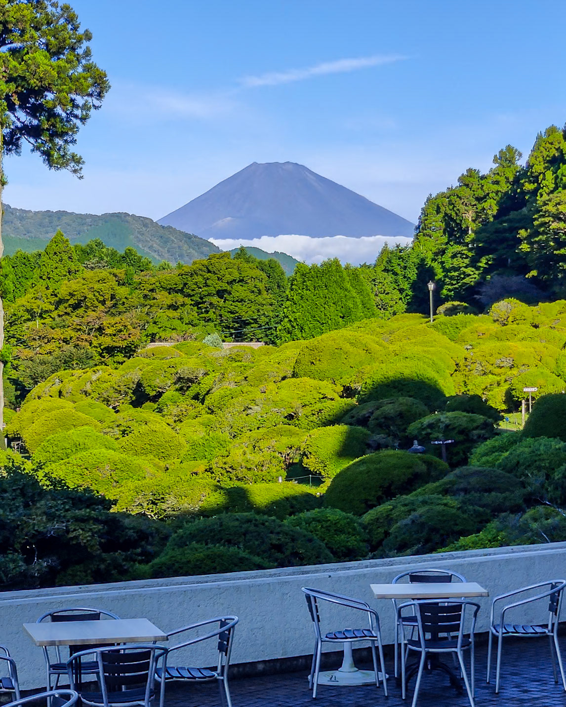 Mt Fuji with a blanket of low cloud. The view from the courtyard of Odakyu Hotel de Yama overlooking Lake Ashinoko. In the foreground is their famous Rhododendron garden (unfortunately sans blooms)