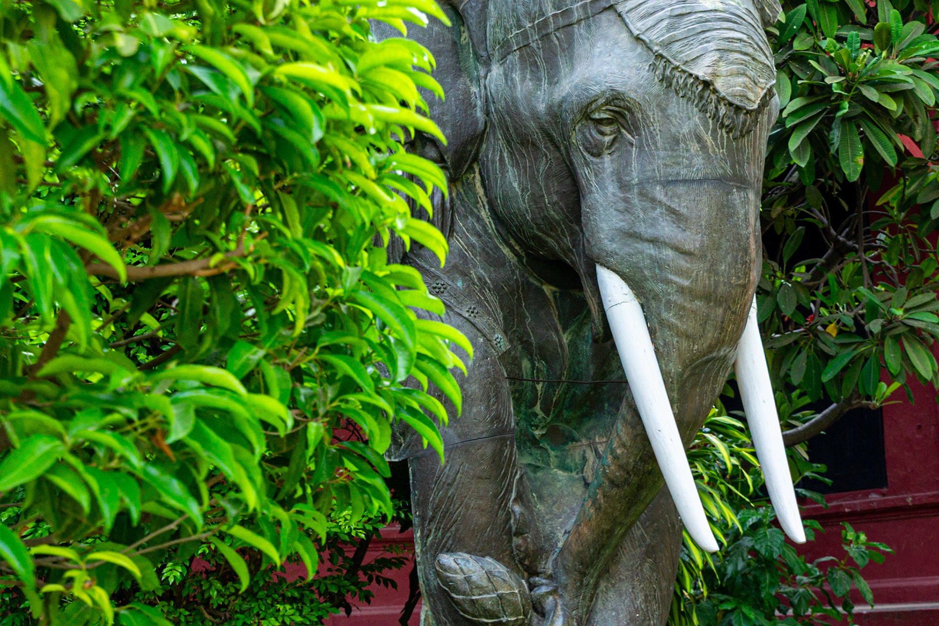 The elephant in the garden.