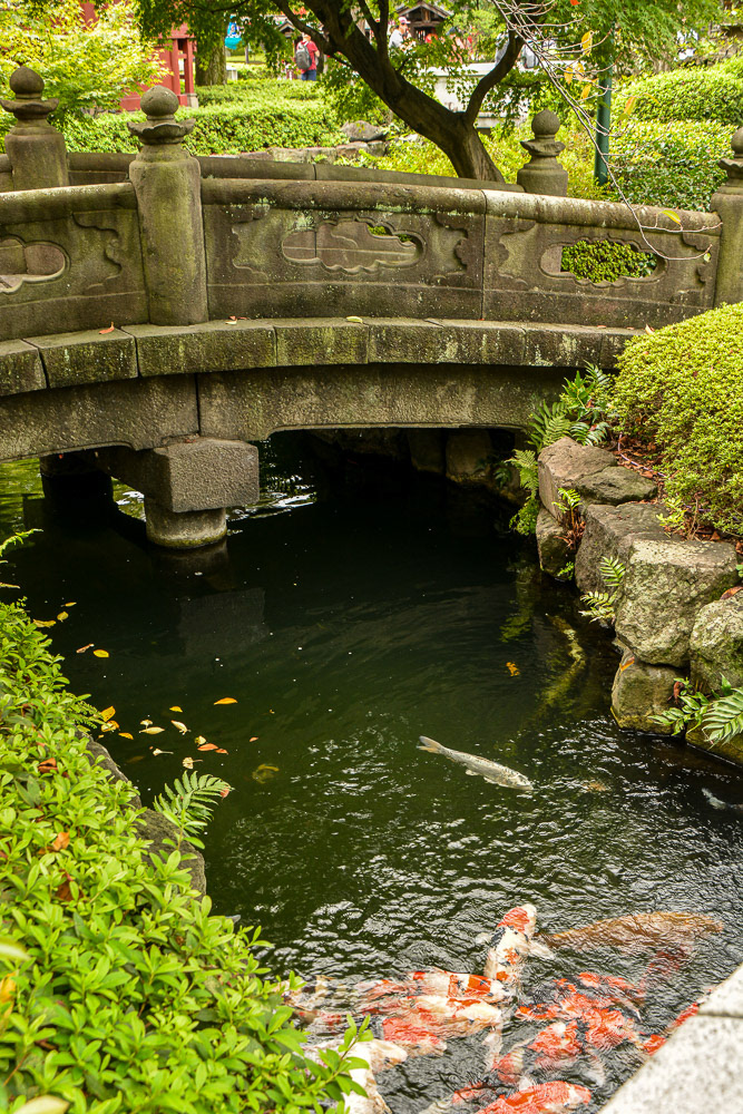 Koi of varying colours congregate near the stone bridges of Yogodo Gardens in anticipation of food from passing tourists.