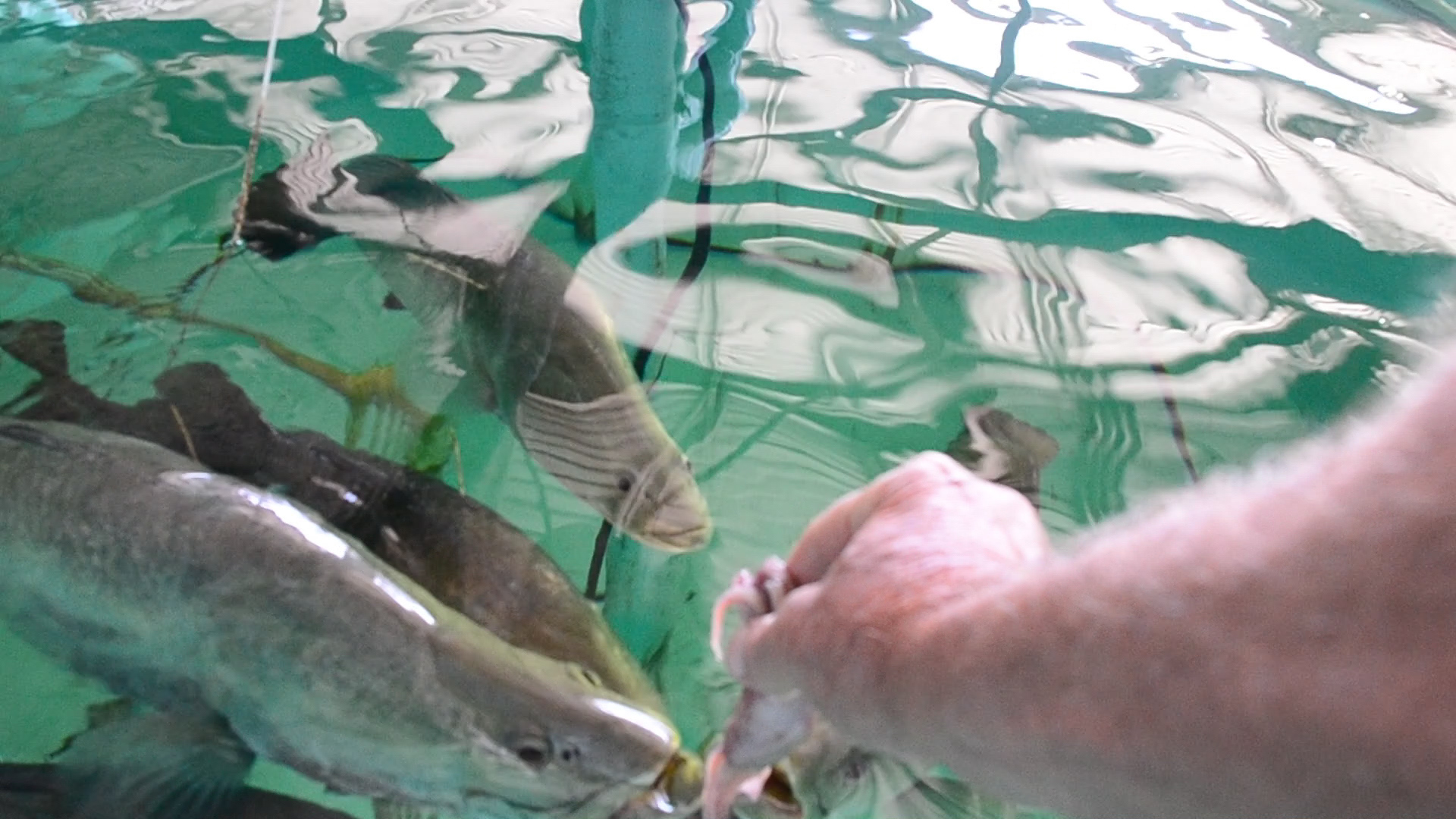 Feeding the Barra by hand is a finger counting experience.