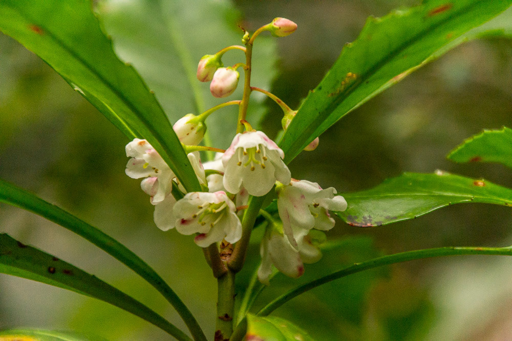 Anopterus glandulosus, commonly known as native laurel or Tasmanian laurel,