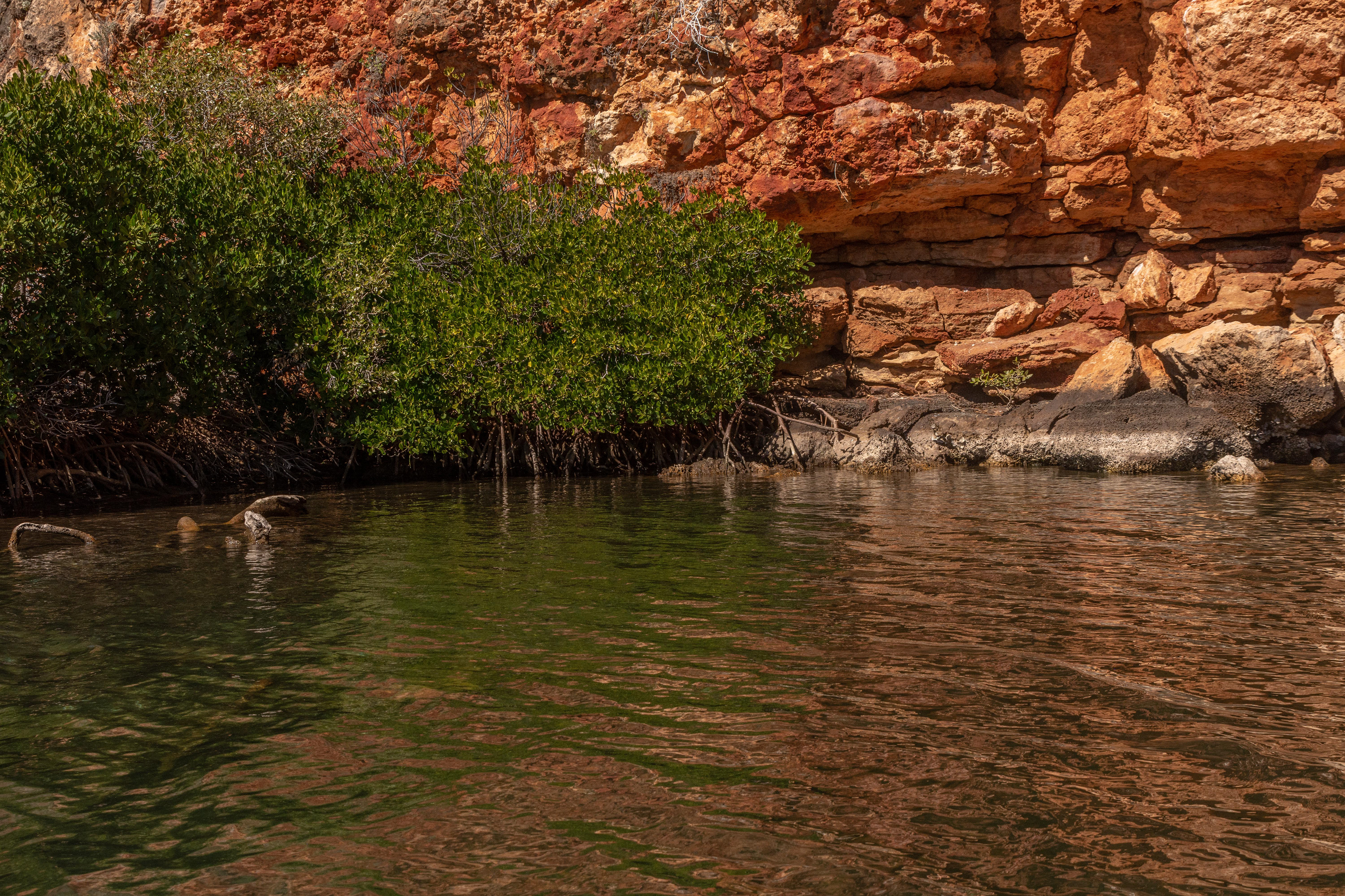 Yardie C- mangroves