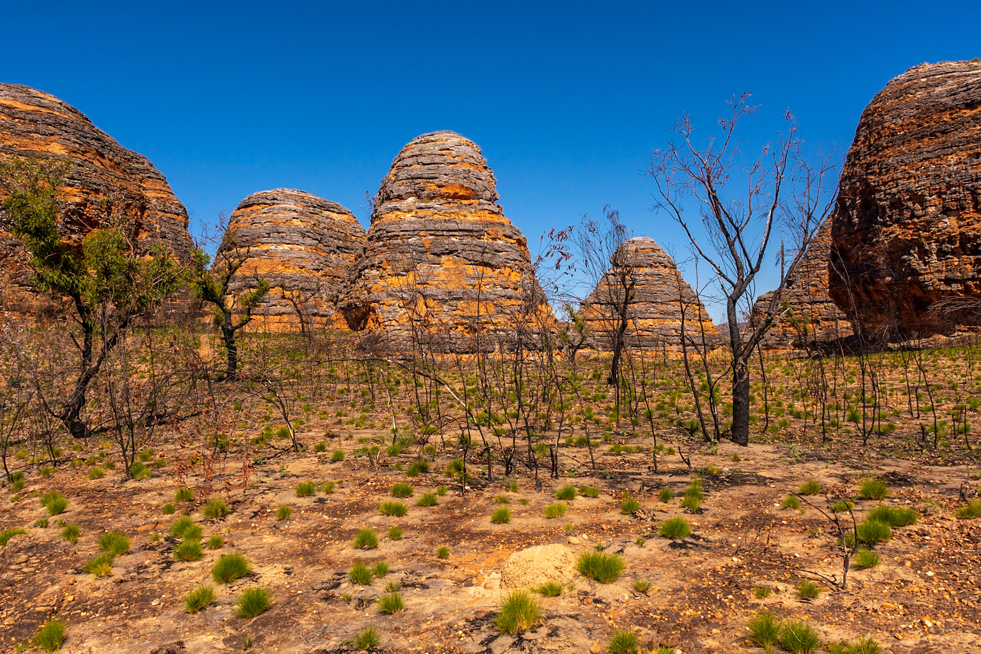 Green shoots emerge after a burn-off