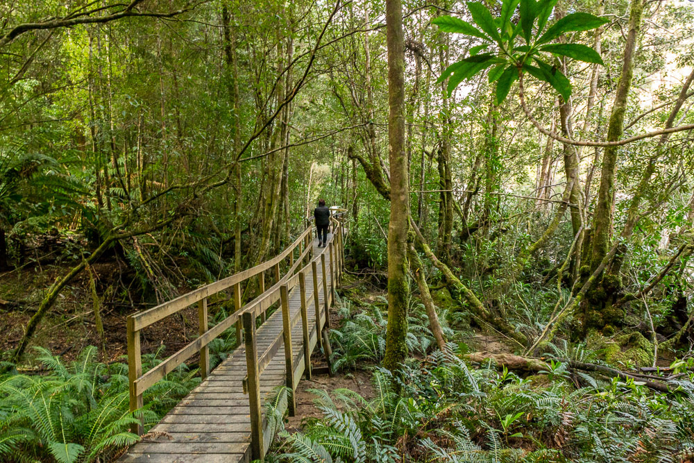 Exploring the forest at ground level.