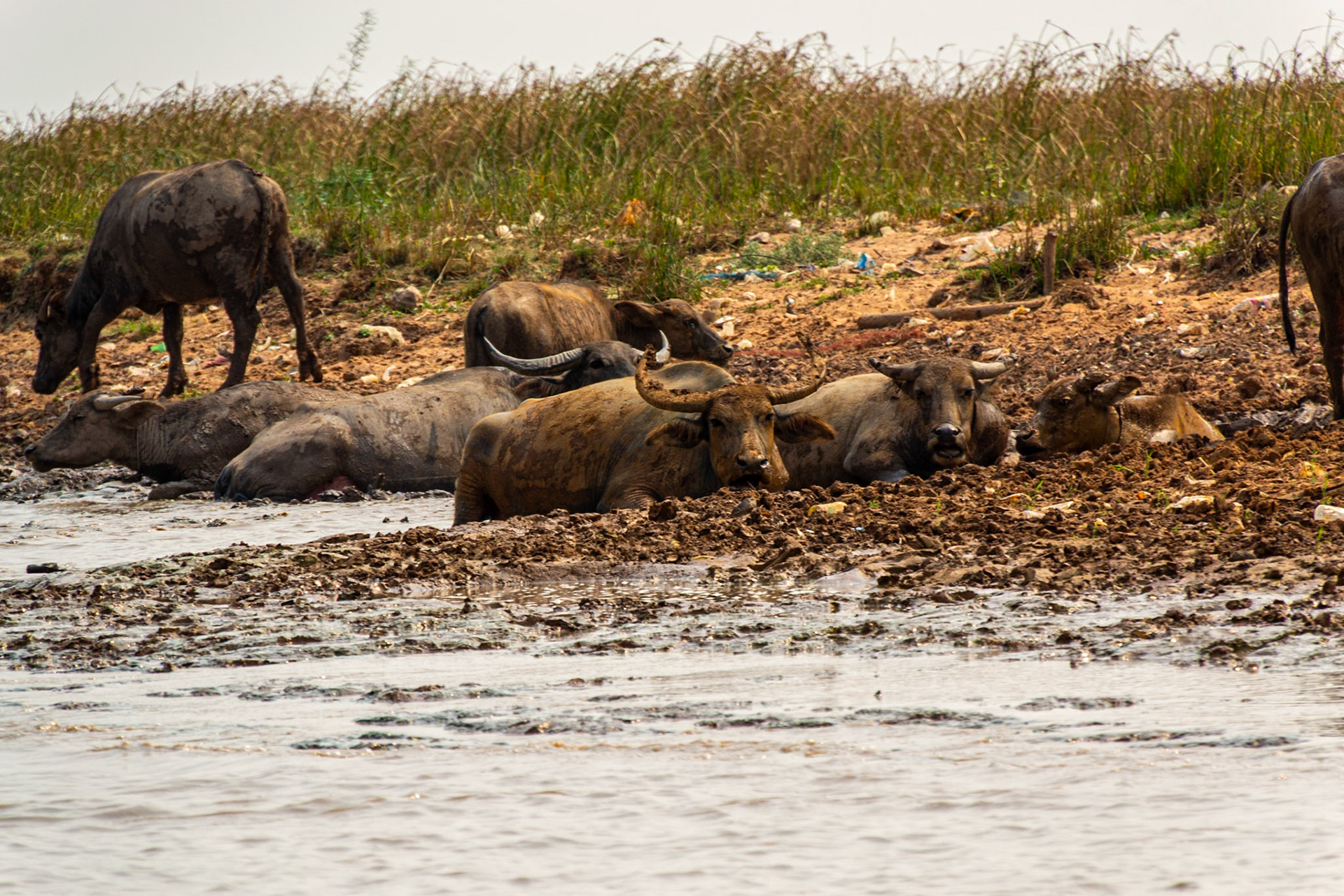 Water buffalo revel in the muddy conditions.