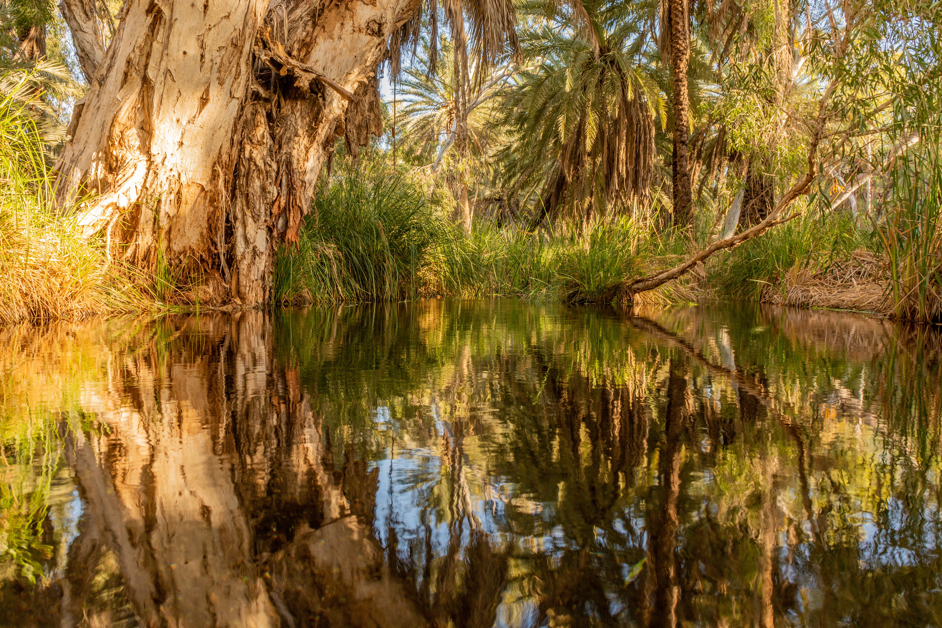 Massive tea trees reflected in the still waters of the pond