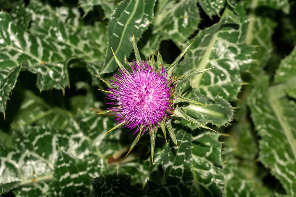A Milk Thistle provides a bit of colour on a gloomy day.