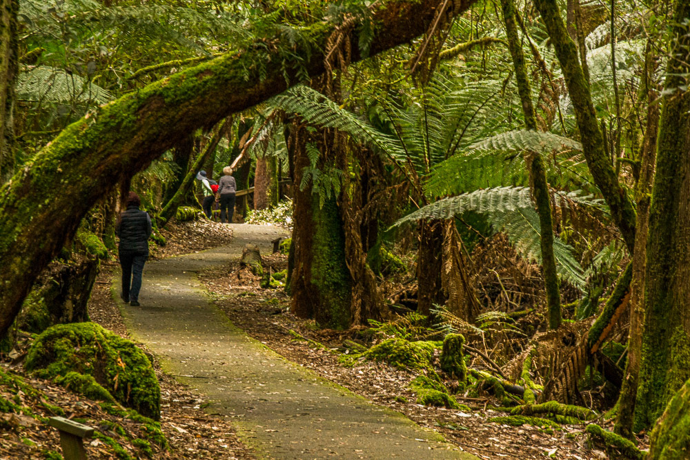 We follow a fern-tree lined path as we head to a waterfall.