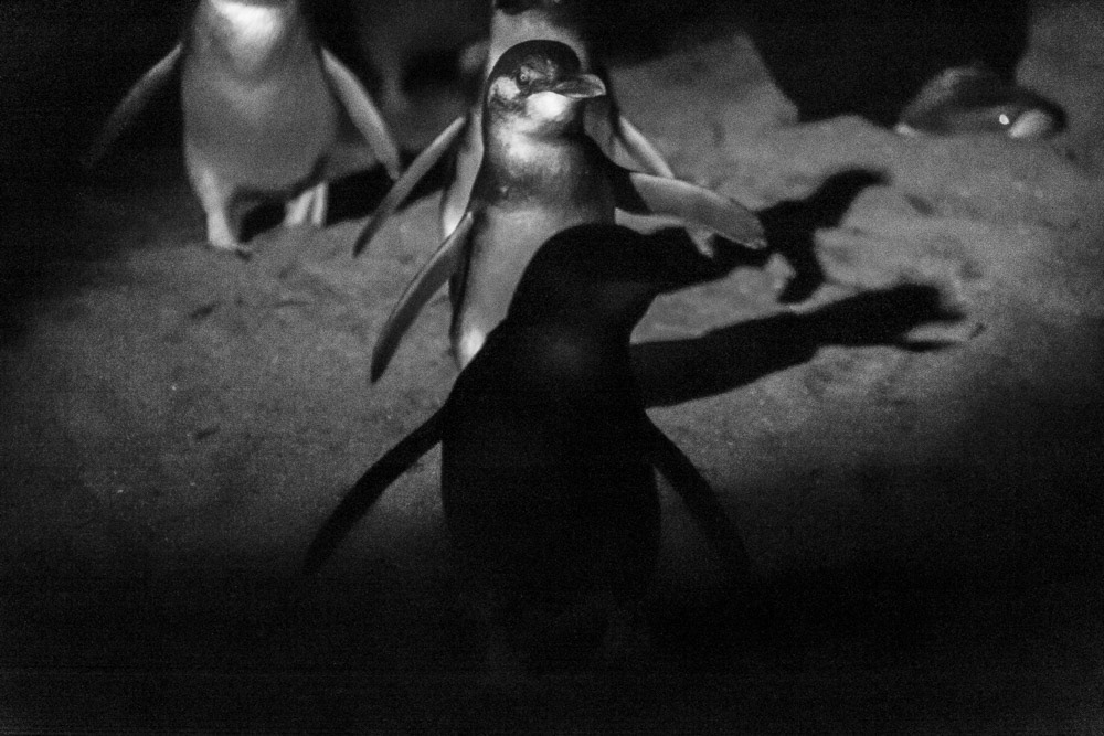 Fairy Penguins emerge from the waters of Bass Strait after sundown making their way back to burrows.