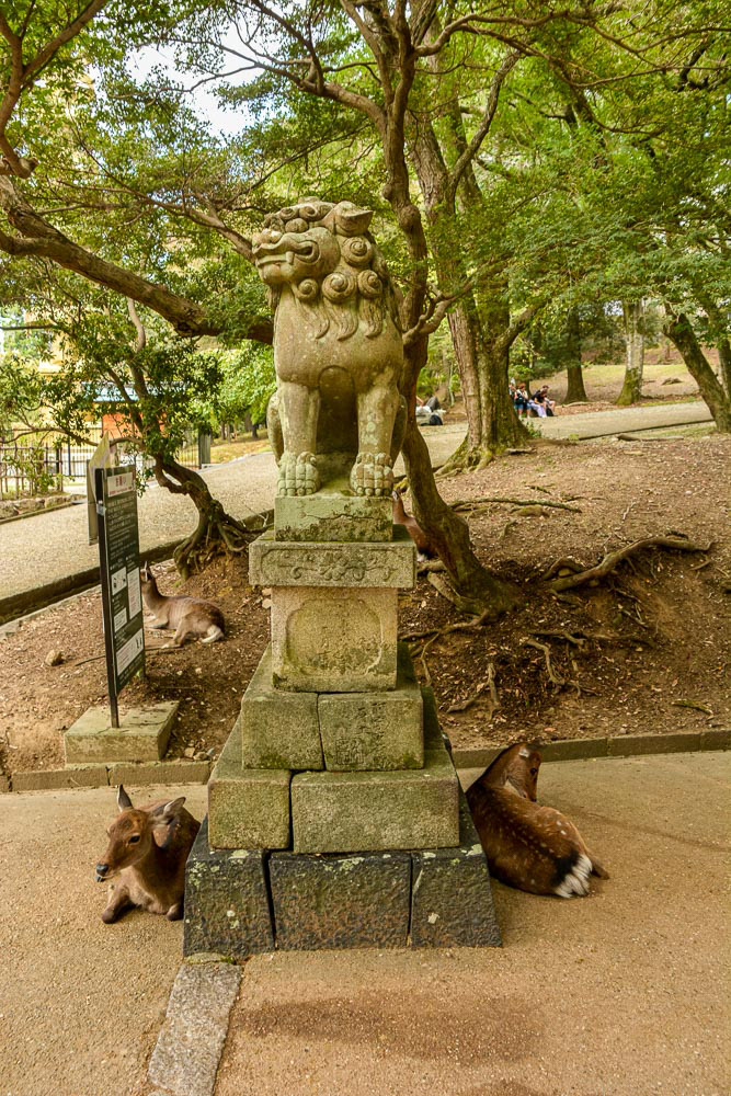 Todaiji Temple - Sika deer, once considered sacred roam freely throughout Nara parklands.