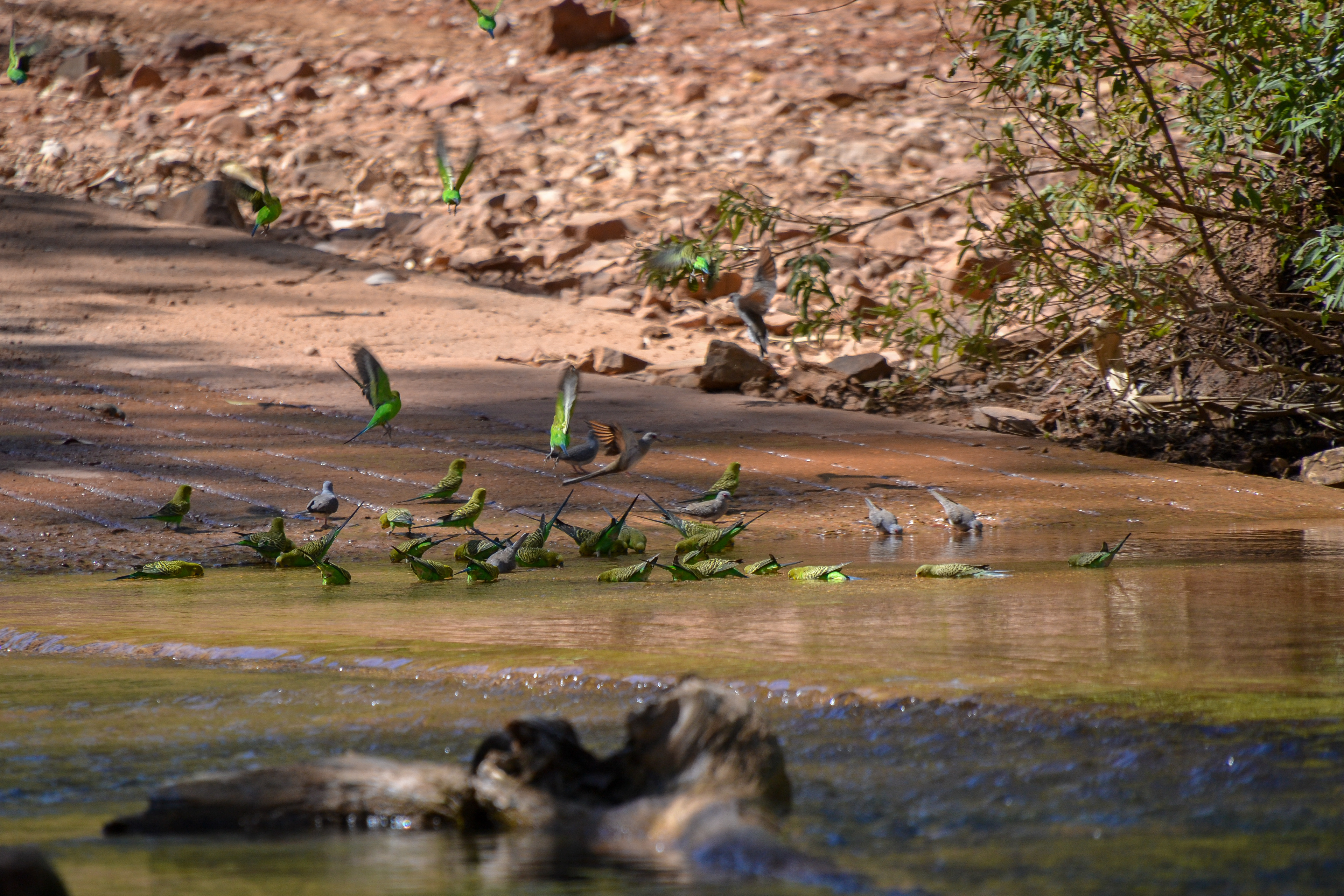 Budgerigars and doves flock to the Gregory River crossing to quench their thirst.