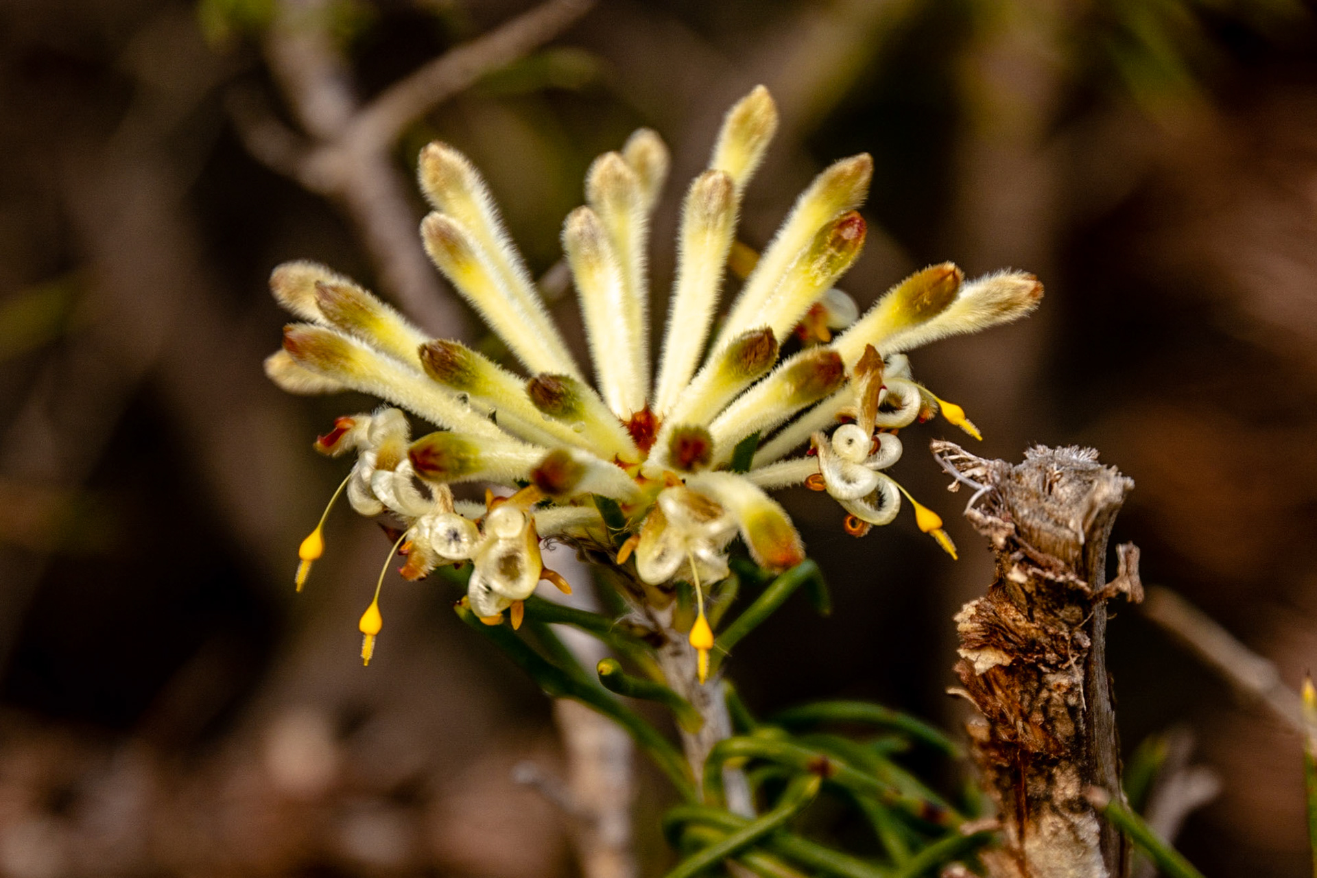 Delicate blooms emerging