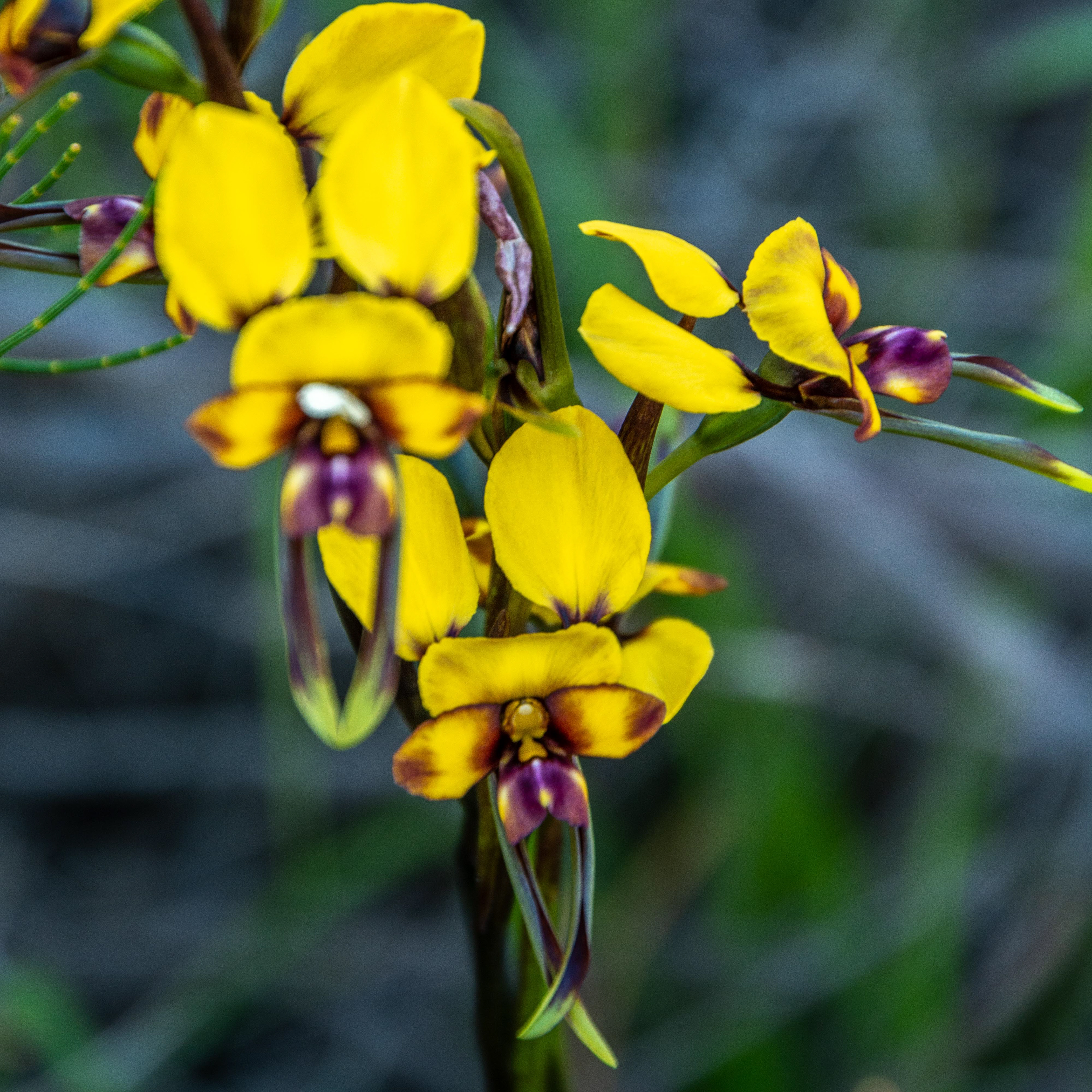 Diuris longifolia - commonly known as a Donkey Orchid because of the large ear-like flowers above.