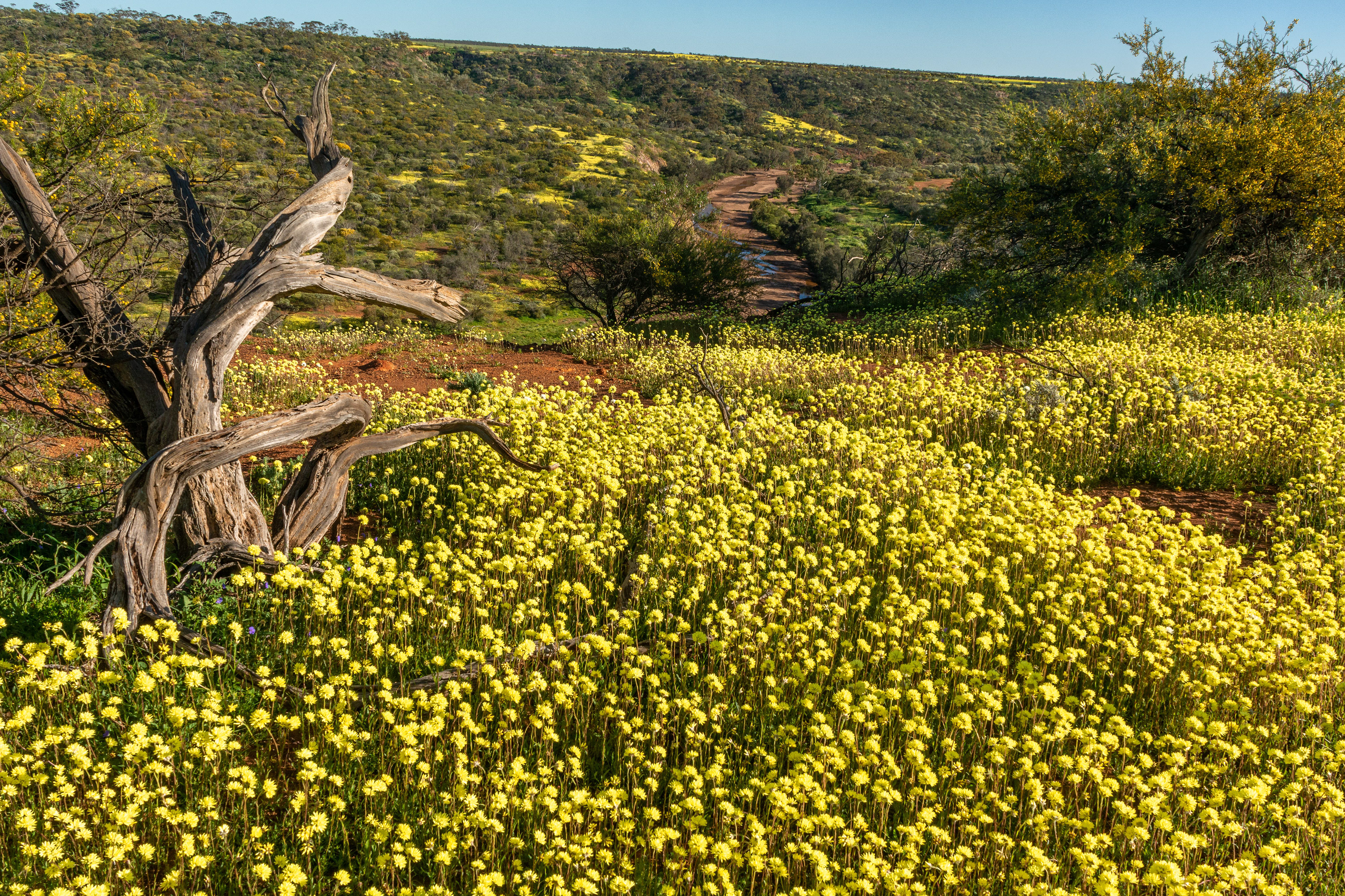 Looking down on the Irwin River from a field of yellow Everlastings.