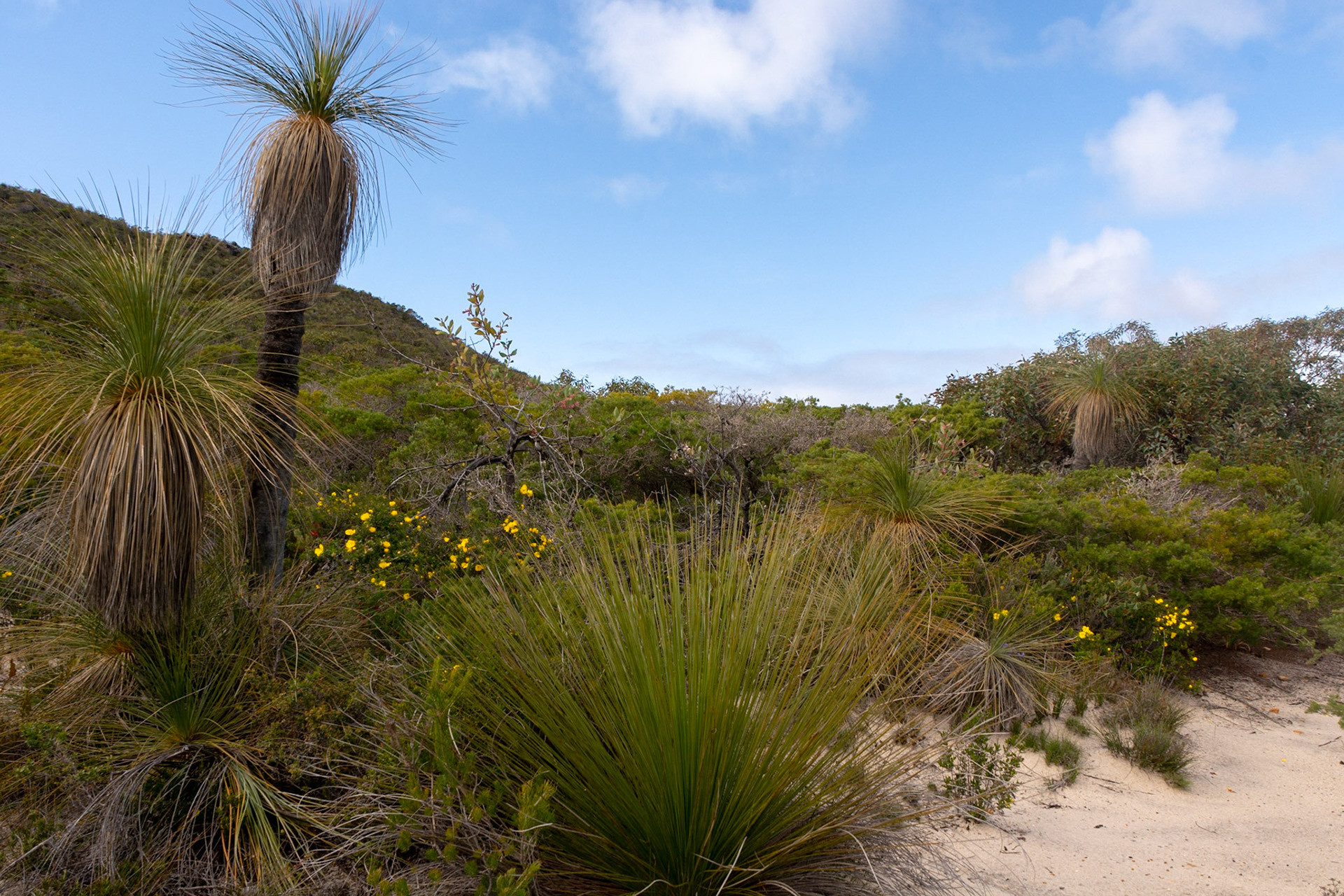 Grass trees