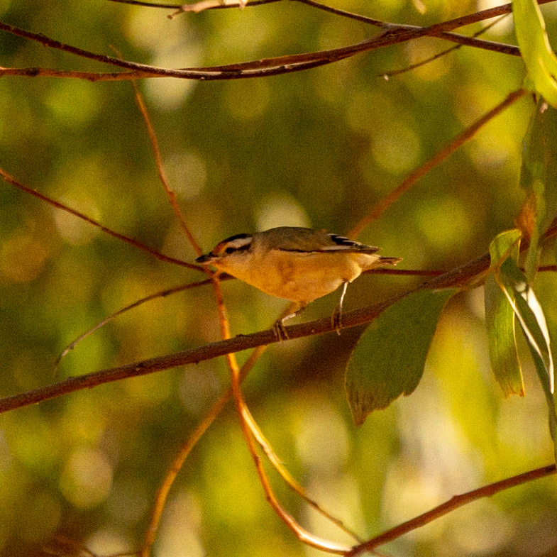 Keep River National Park ............. our neighbour, A Stirated Pardalote perches in the tree above burrow on the ground.