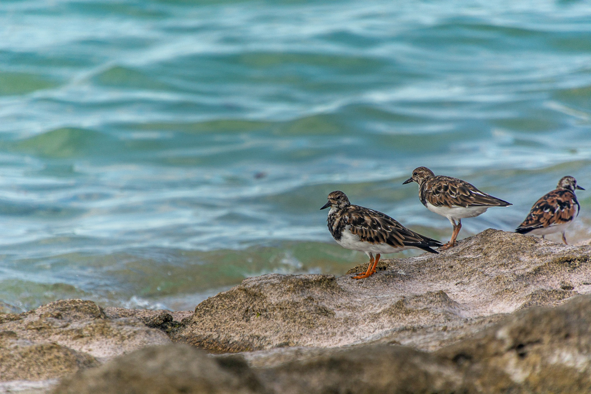 Ruddy Turnstones