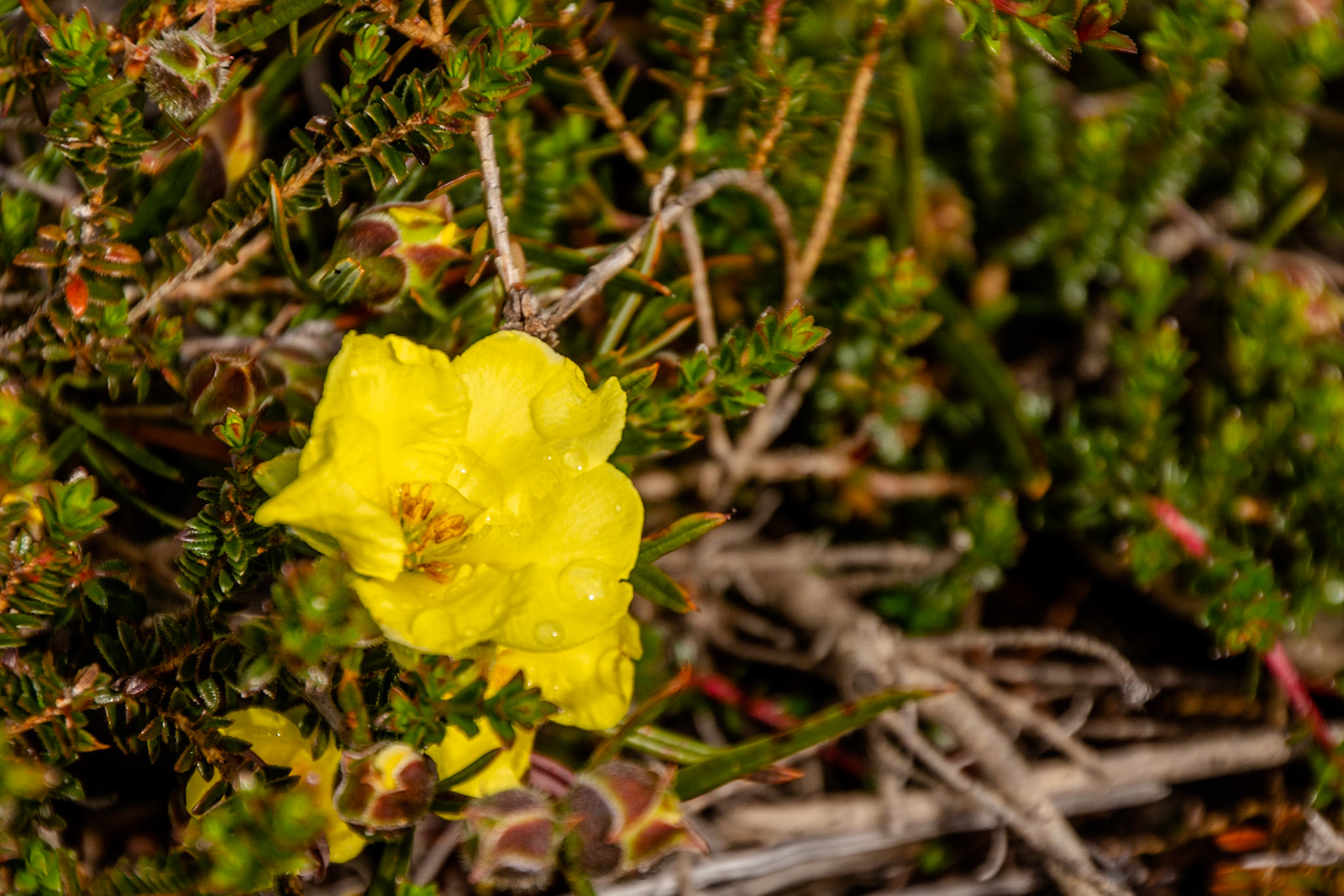 Hibbertia potentilliflora.