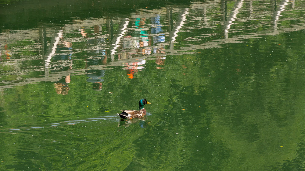 A Mallard glides silently across the still waters upstream of the millstream weir.