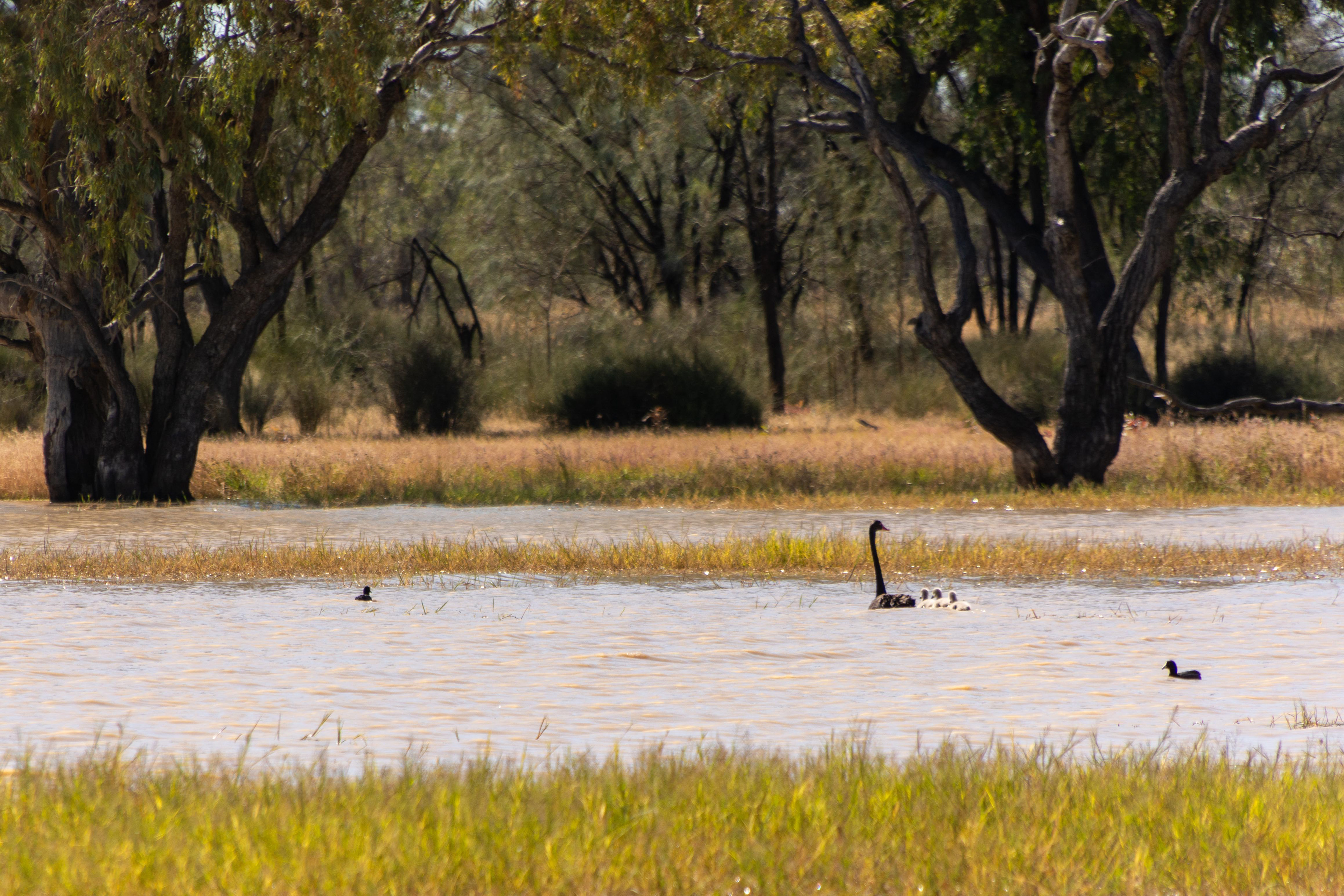 A family of Black Swans at home in the wetlands.