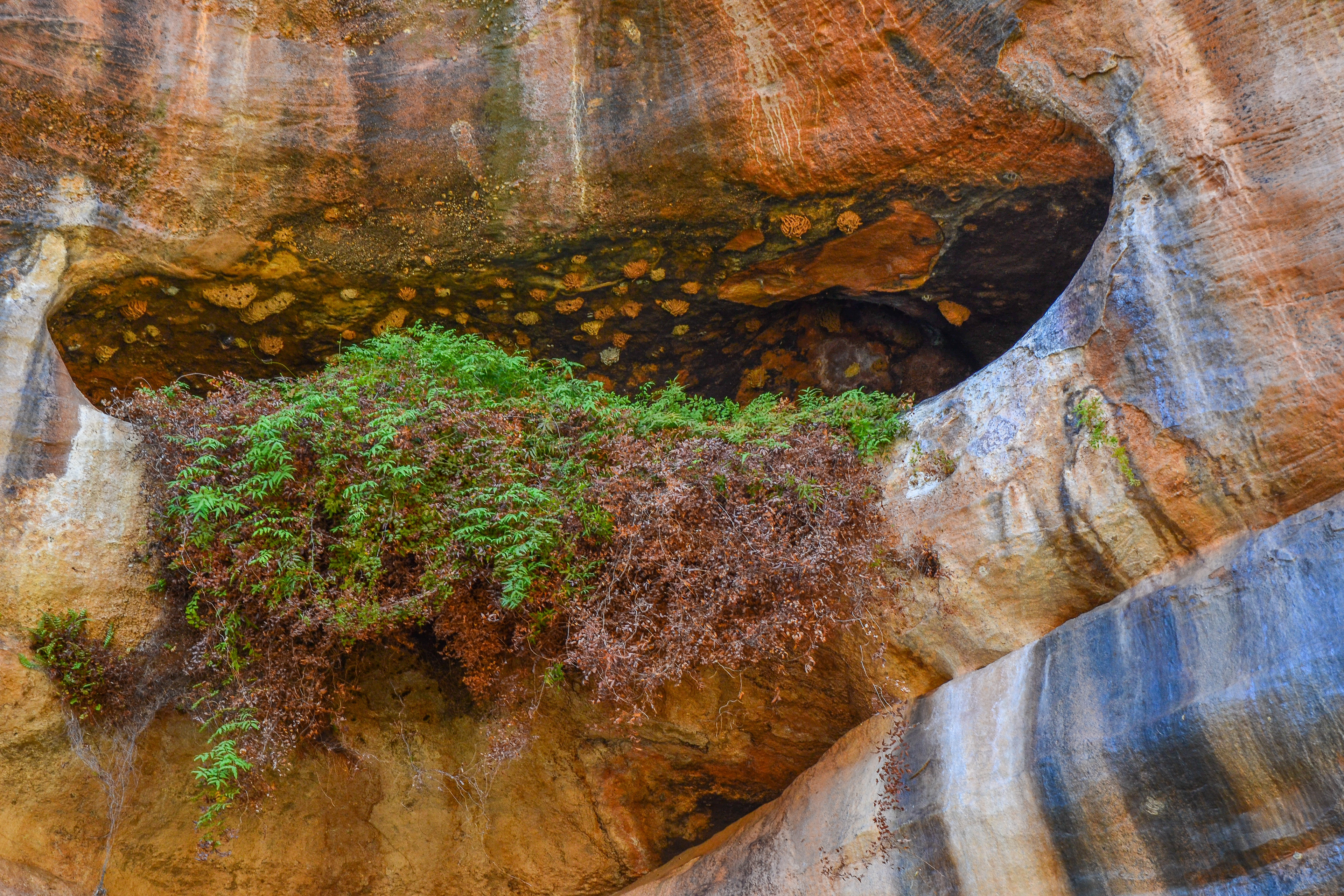 A fern garden overhangs from the sandstone pocket.