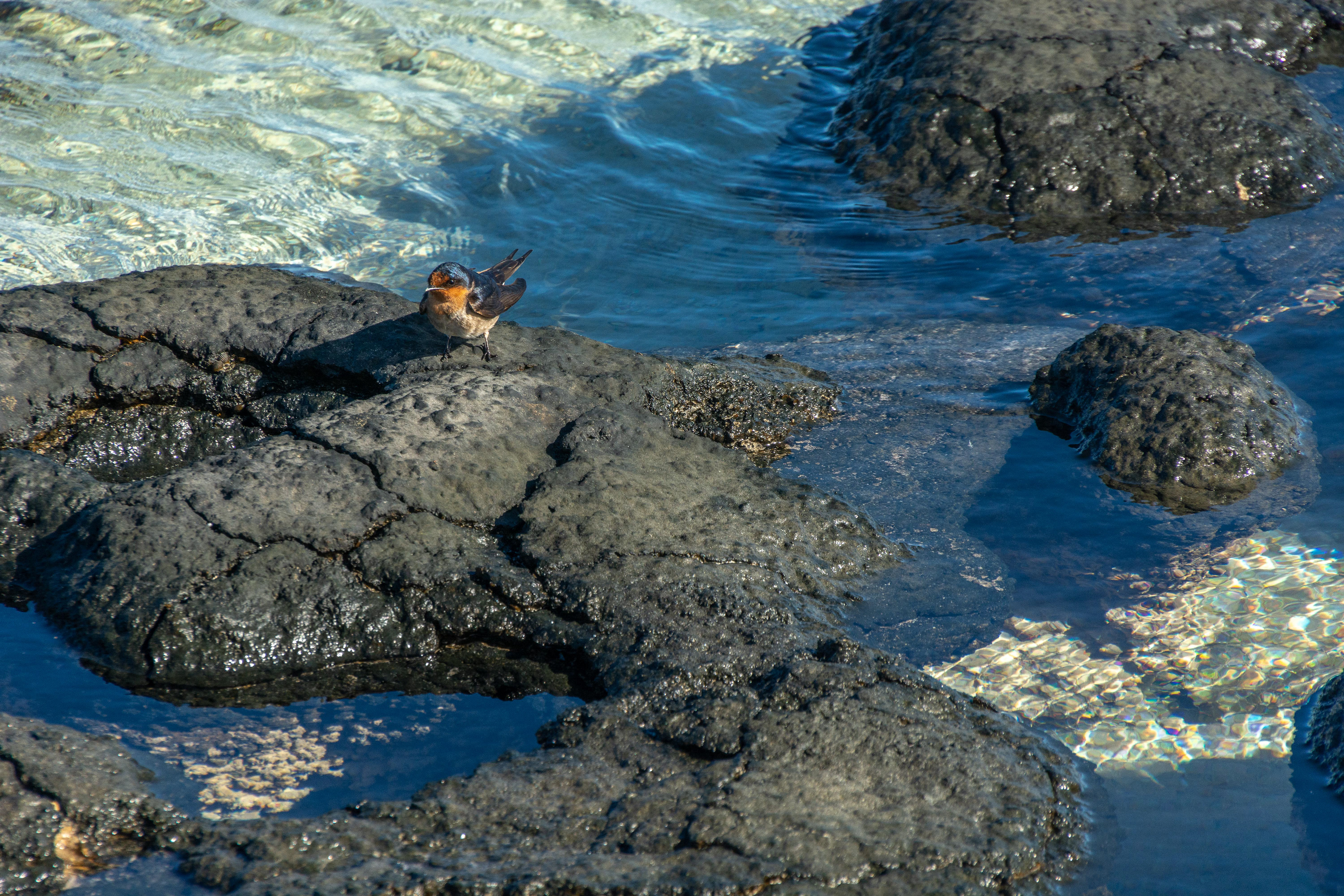 Hamelin Pool - A Welcome Swallow perches on a marine stromatolite.