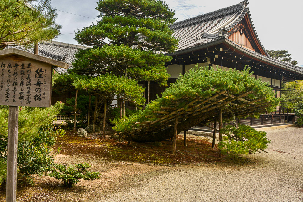 This 600 year old pine tree has its branches supported to prevent self-damage caused by the sheer weight of foliage.
