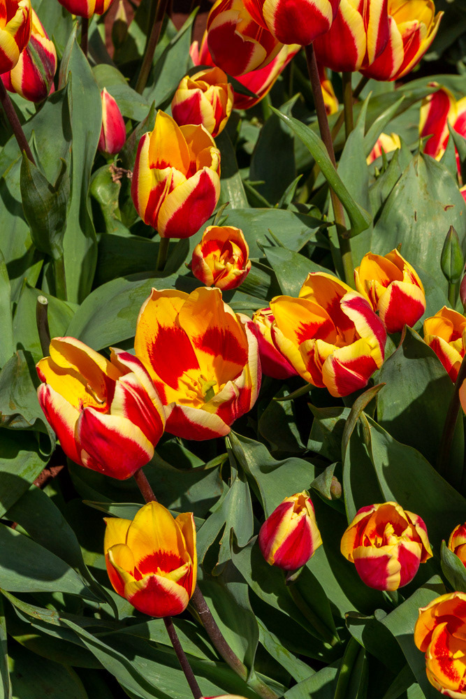 A verigated redand gold beauty.