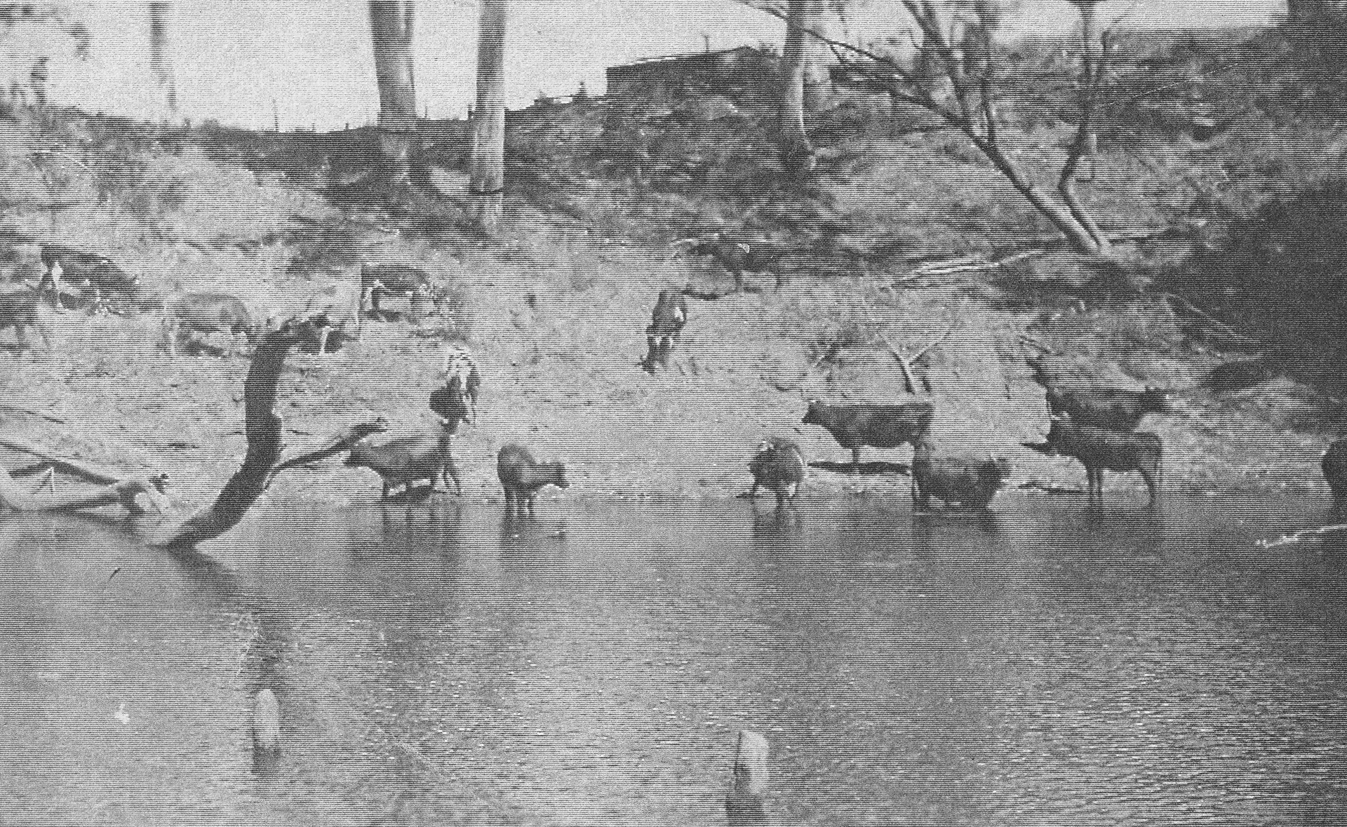 Callide Creek - cattle on the banks below the Paroz dairy.