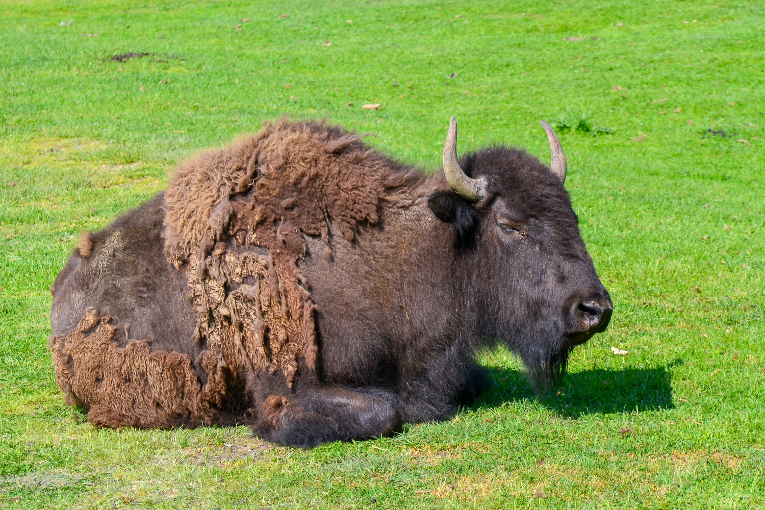 A Bison napping in the sunshine still in the process of shedding its winter coat.