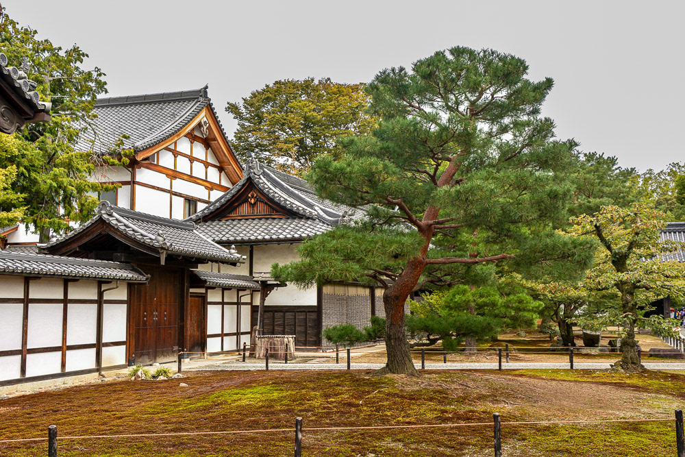 A Japanese Black Pine tree and traditional buildings near the main entrance to Kinkaku-ji temple.